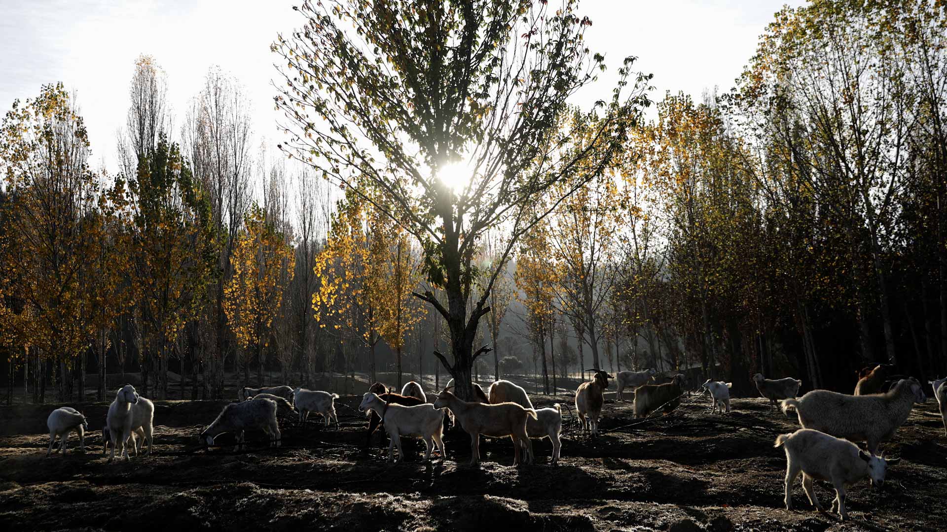 صورة بعنوان: قطيع من الماعز ينقذ متنزه في تشيلي من حريق مدمر 