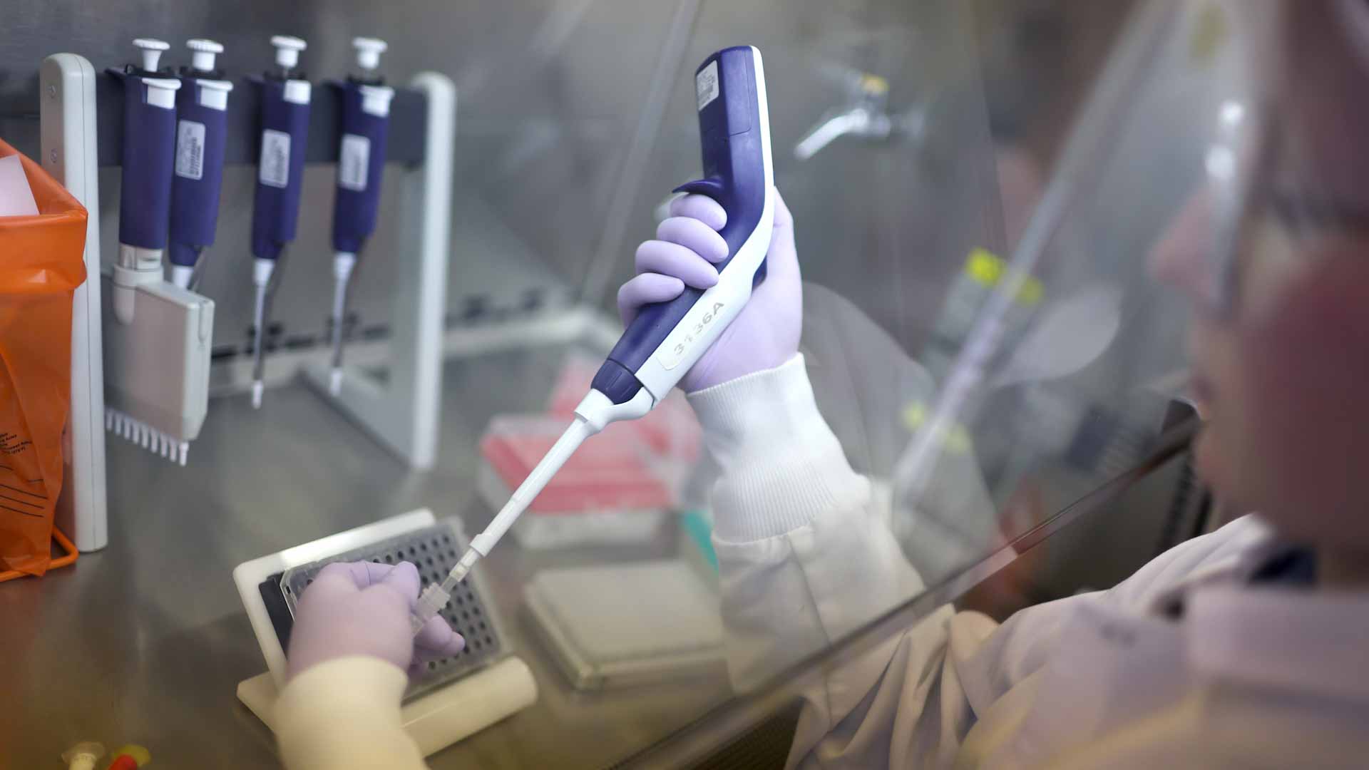 صورة بعنوان: لأول مرة.. البرازيل تعلن عن رصد إصابات بإنفلونزا الطيور 