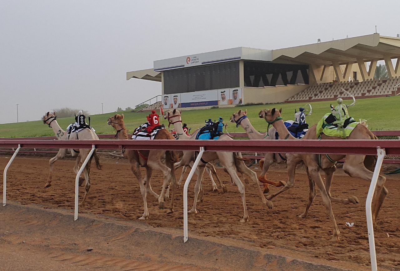Image for the title: Camel racing competitions continue in Al Dhaid Track 
