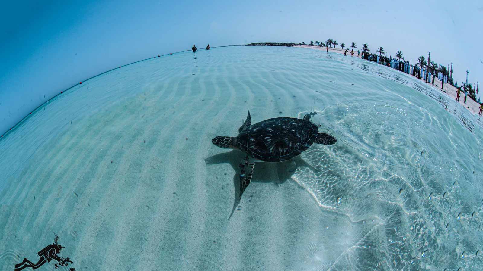 Image for the title: SA releases 8 endangered turtles back to their habitat 