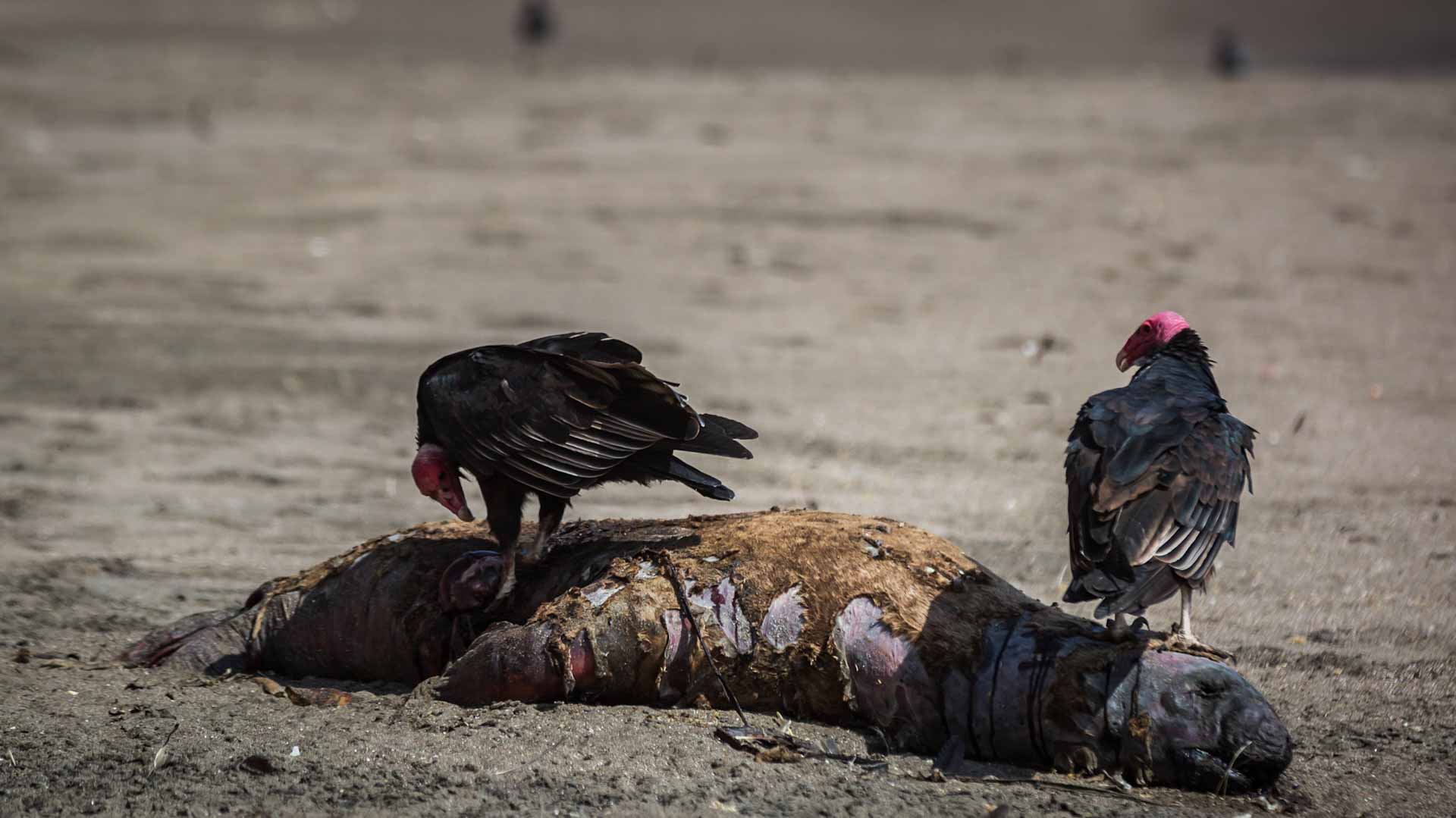 Image for the title: Bird flu fells nearly 9,000 marine creatures in Chile 