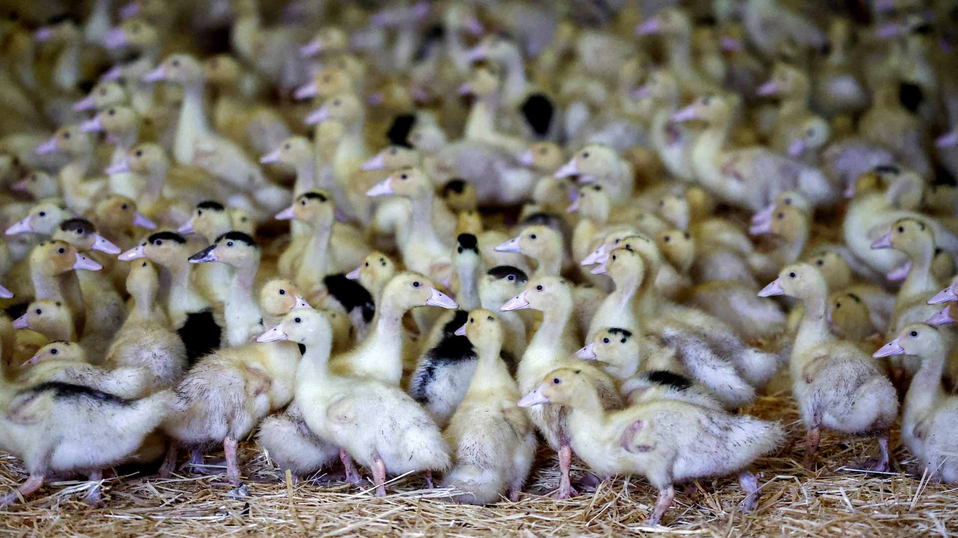 صورة بعنوان: فرنسا تعتزم إطلاق برنامج لقاحات للوقاية من إنفلونزا الطيور 