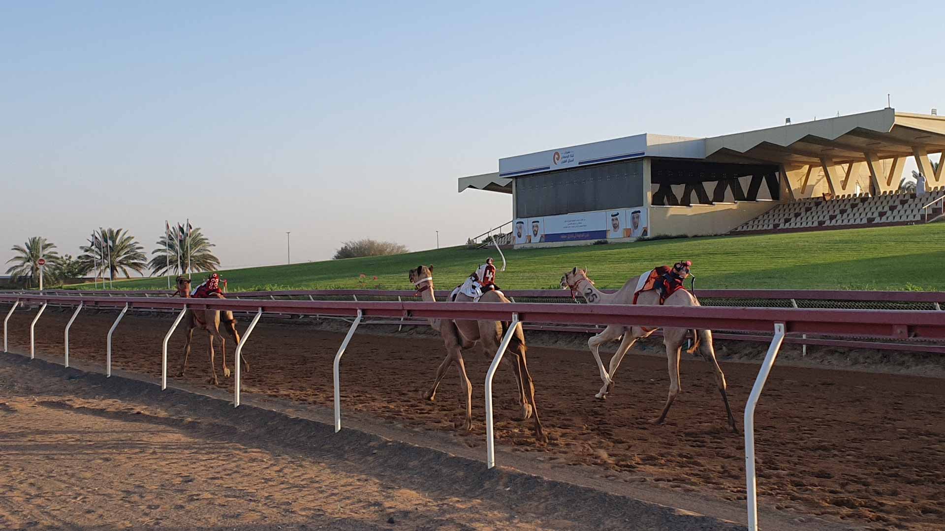 Image for the title: San Al-Fatamin Camel Race launches in Al Dhaid  