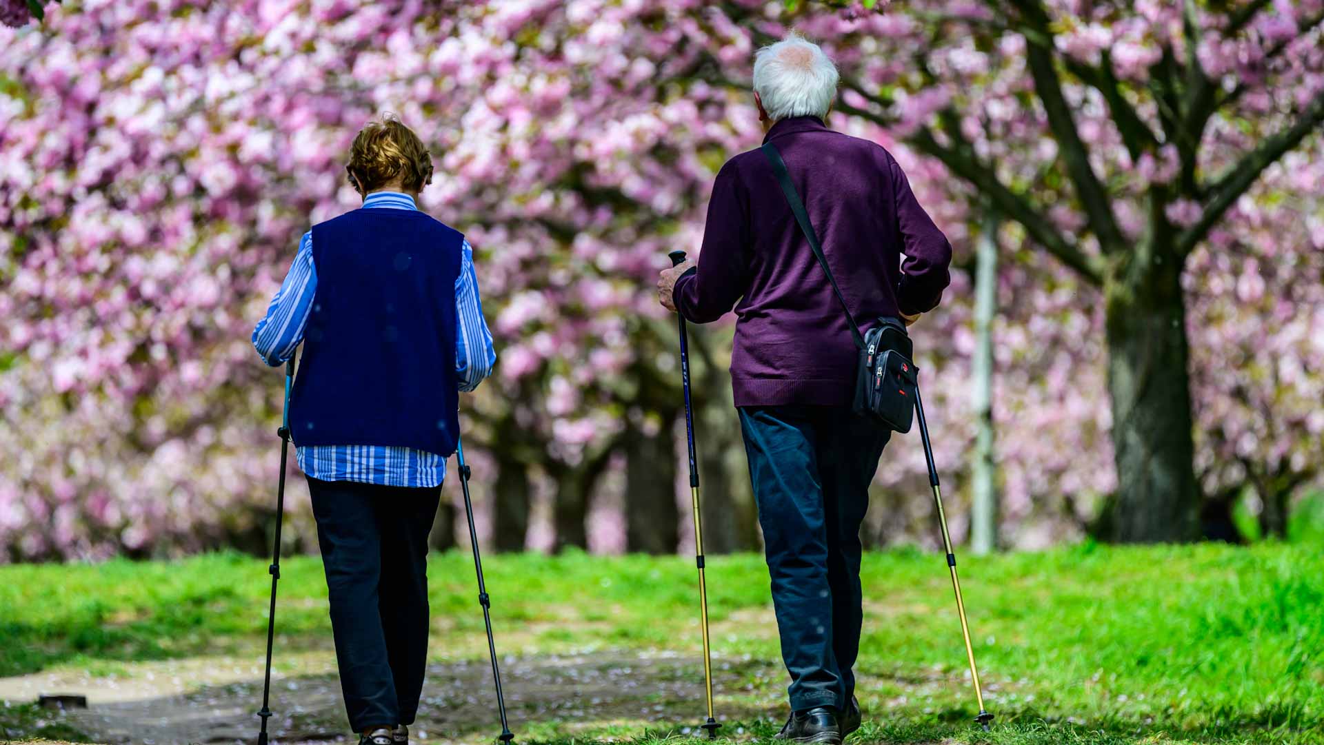 صورة بعنوان: دراسة أميركية: المشي يعزز اتصال الدماغ والذاكرة لكبار السن 