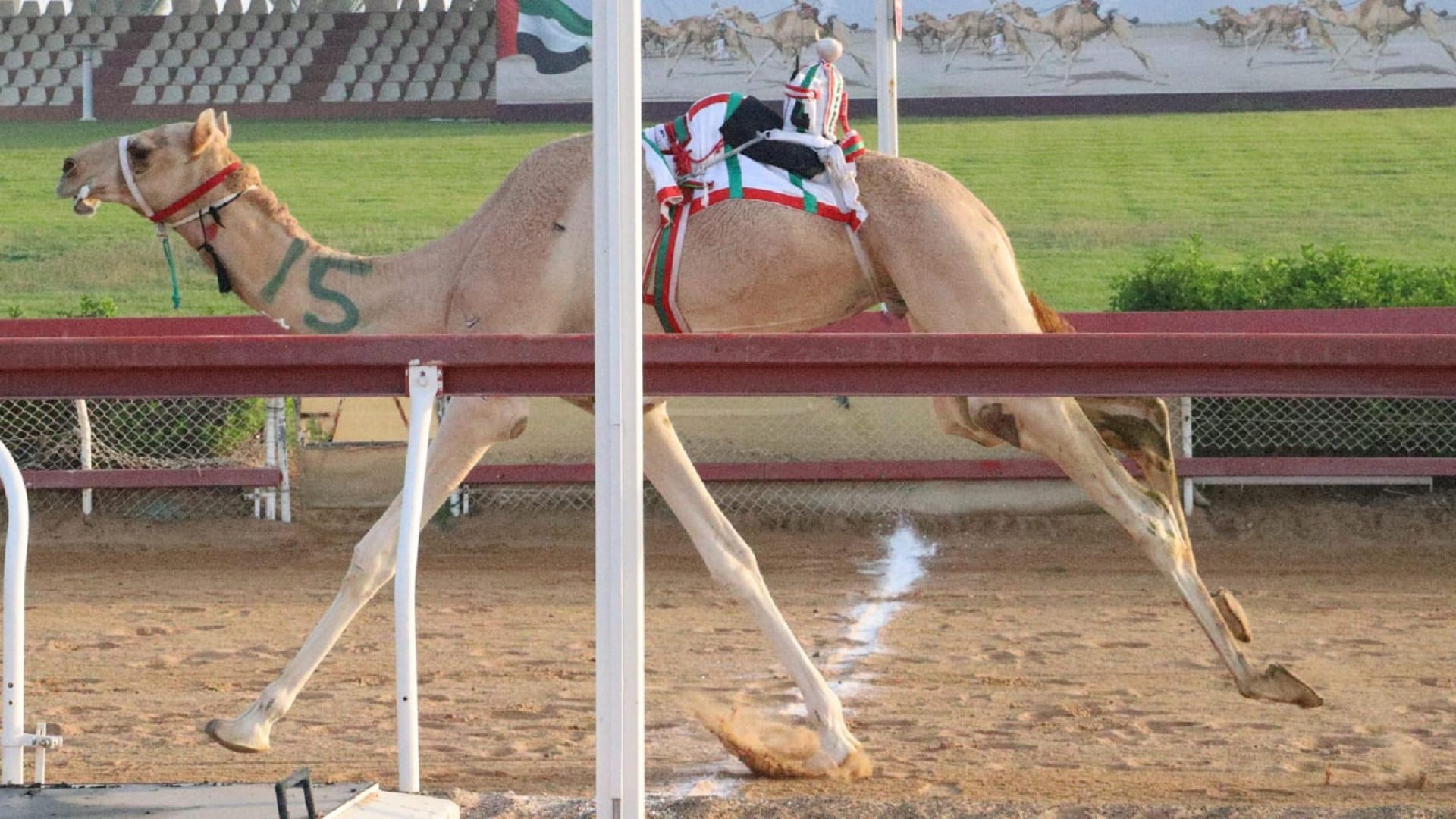 صورة بعنوان: ميدان الذيد لسباقات الهجن يستضيف "منافسات سن الإيذاع" 