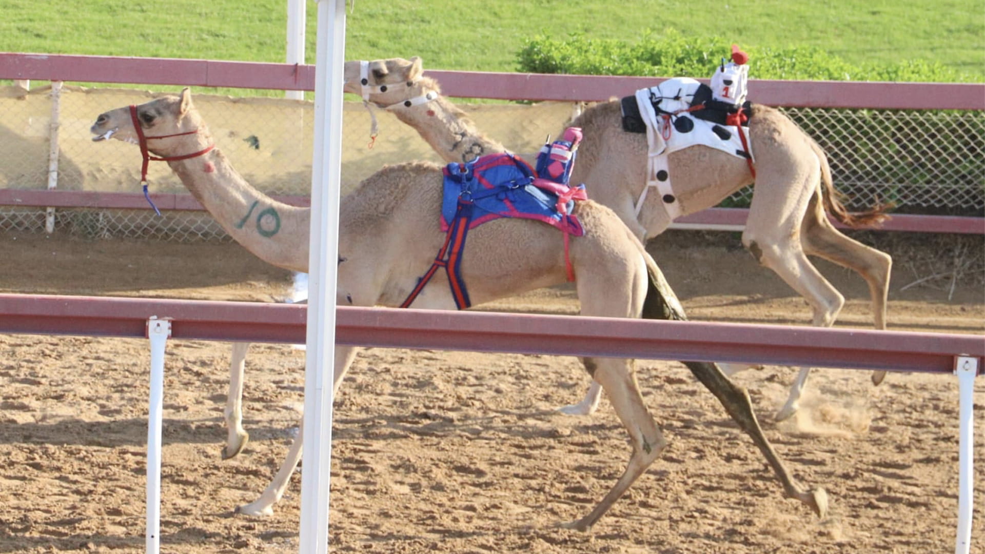 Image for the title: Launch of 1st two-year-old camel race  