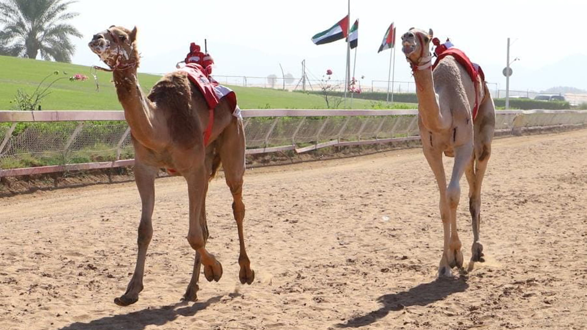 Image for the title: New exciting competitions for 2-year-old camels at Al Dhaid 