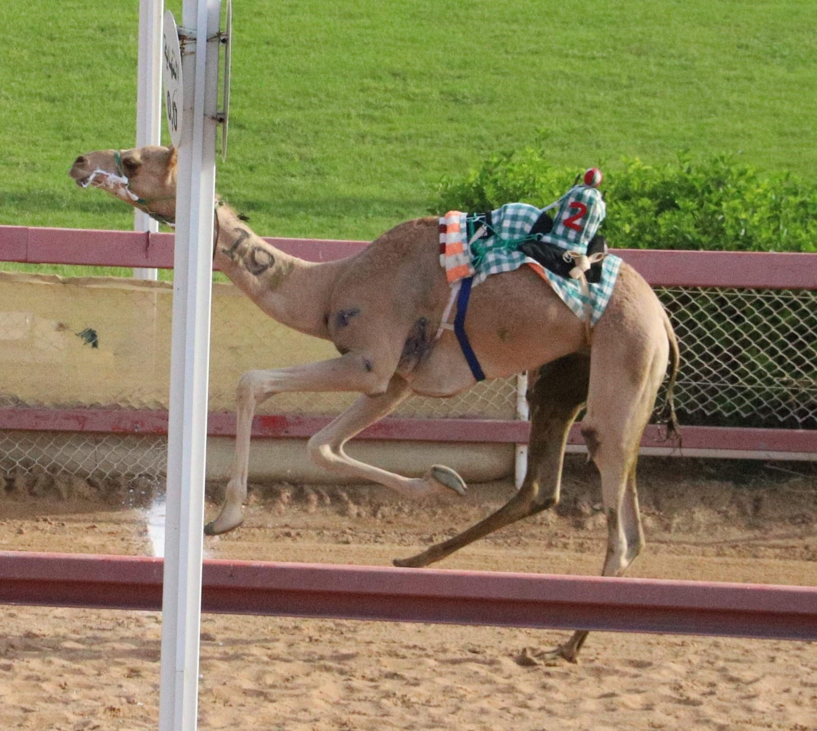Image for the title: Excitement at Al Dhaid track with camel competitions 