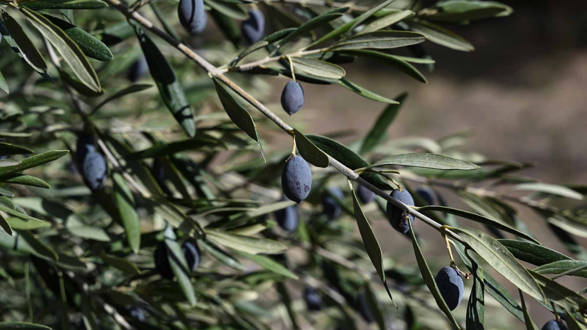 Image for the title: Climate change hits Greek olive crop 