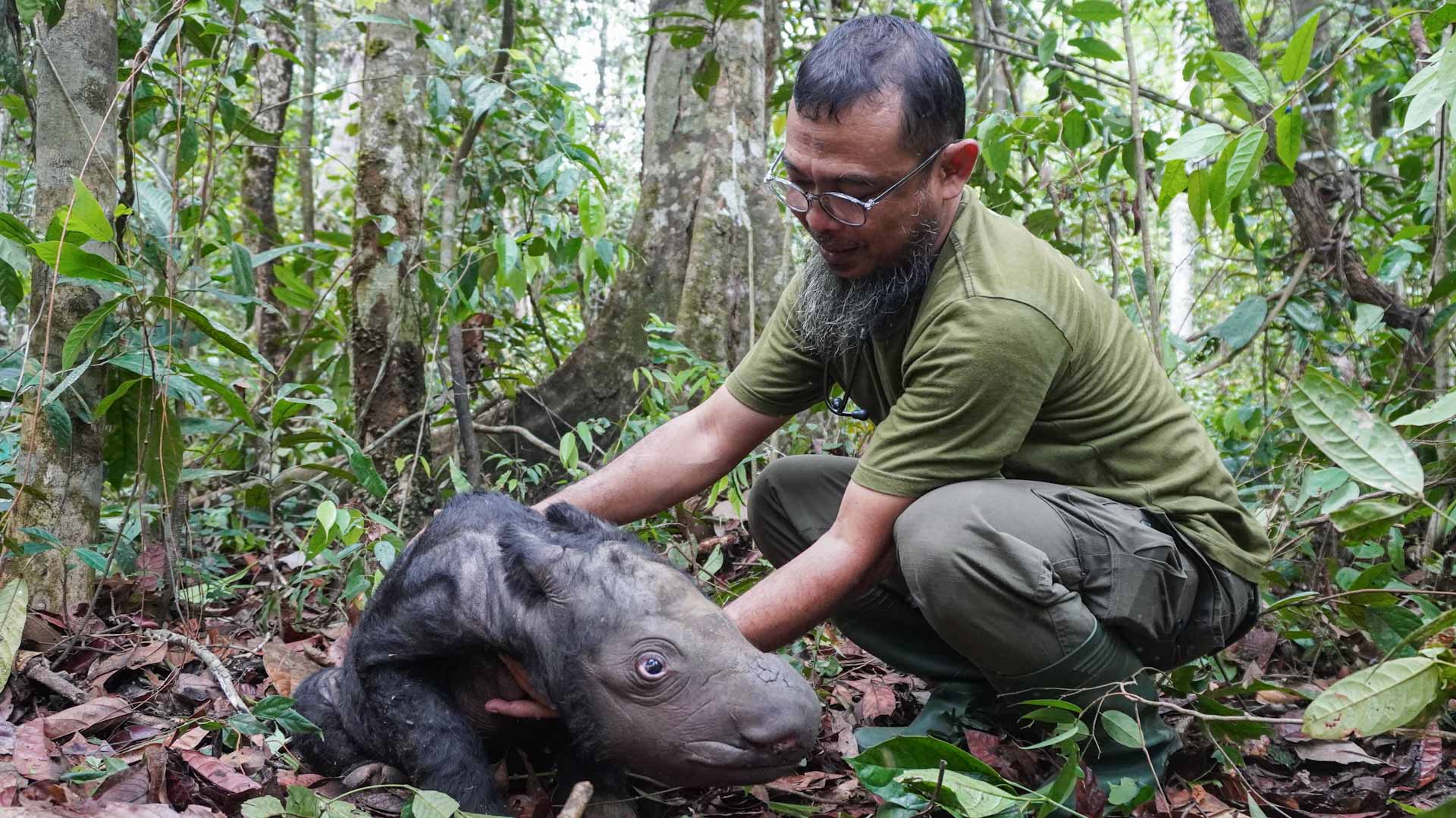 Image for the title: Critically endangered Sumatran rhino born in Indonesia 
