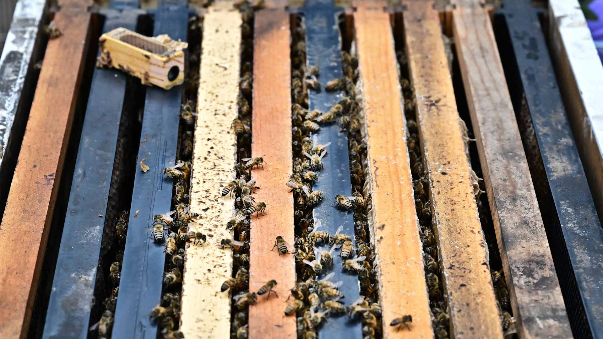 صورة بعنوان: لغز بيئي حيّر العلماء.. نحل محنط من 3 آلاف عام في البرتغال 