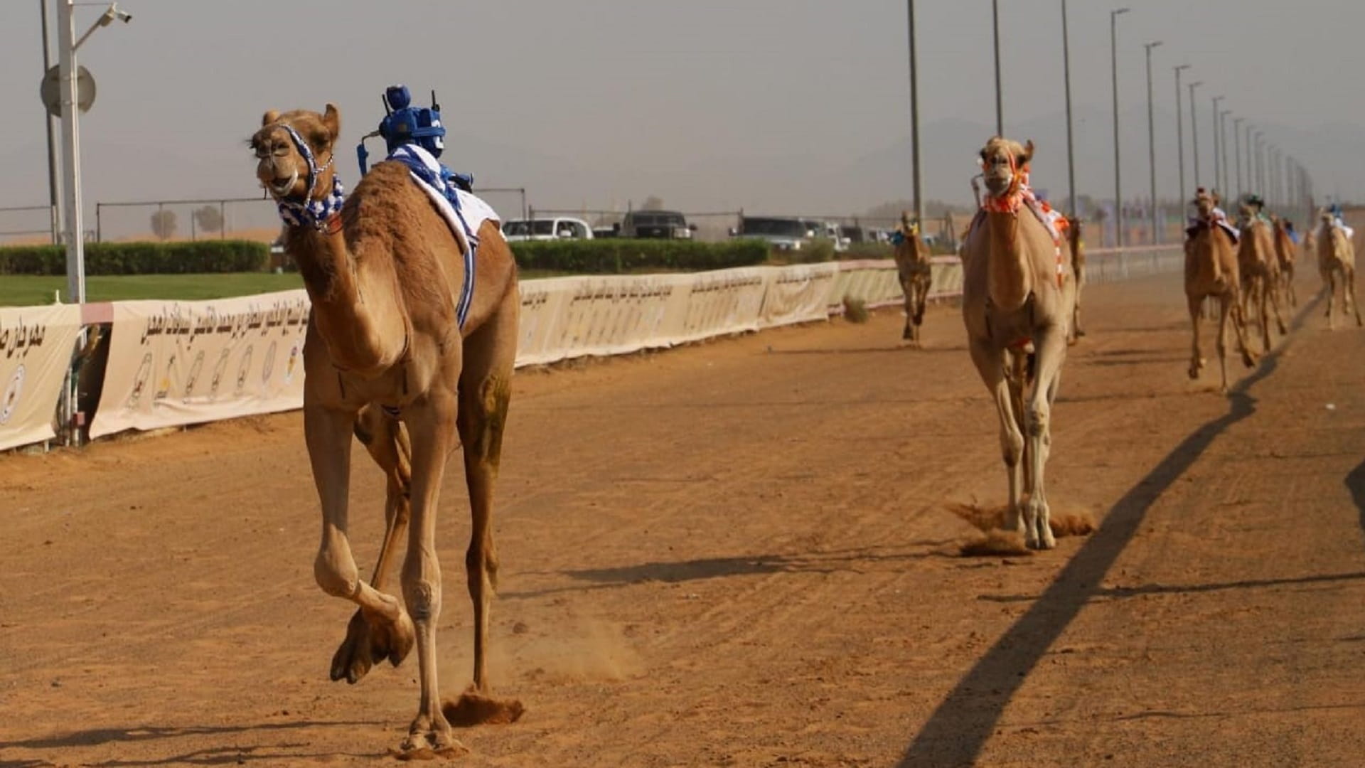 صورة بعنوان: تواصل فعاليات مهرجان حاكم الشارقة لسباقات الهجن بميدان الذيد 