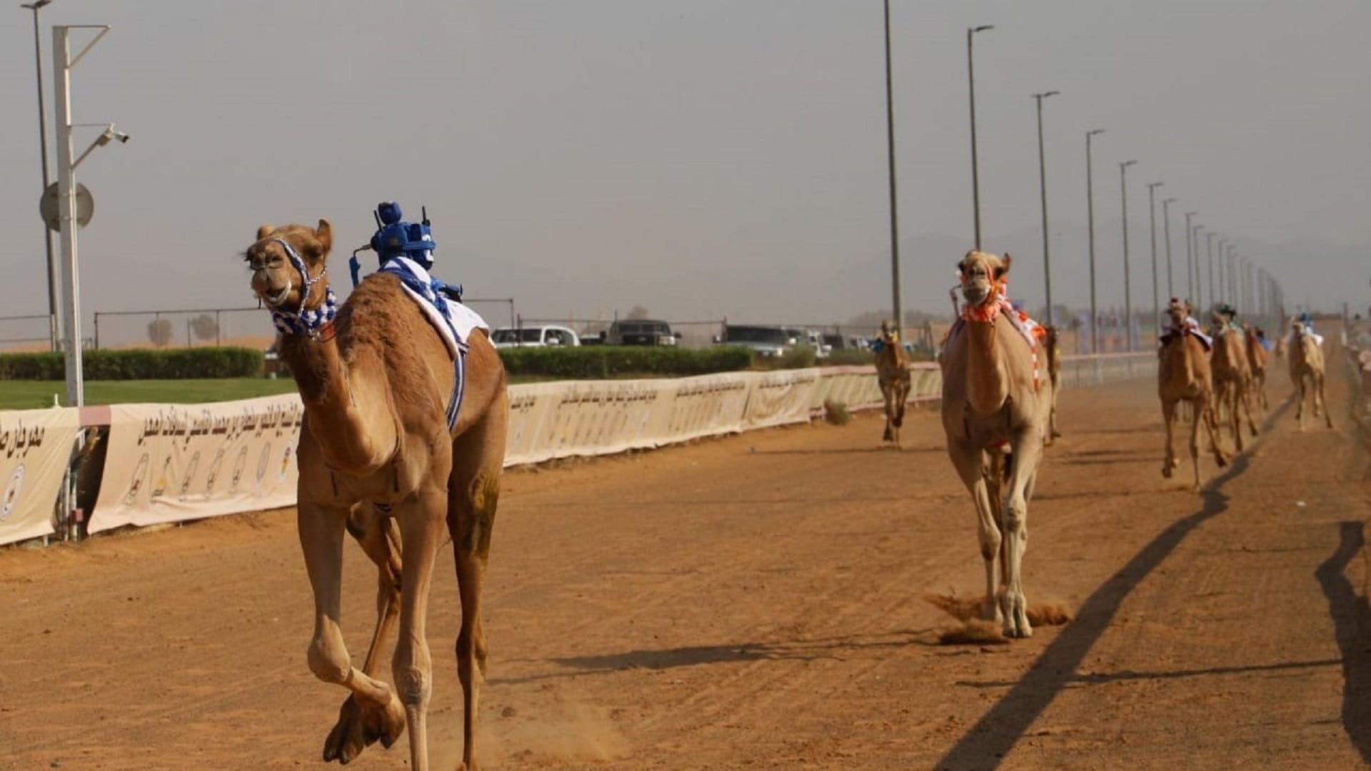 صورة بعنوان: بمشاركة آلاف المطايا... منافسات مهرجان حاكم الشارقة للهجن تتواصل 