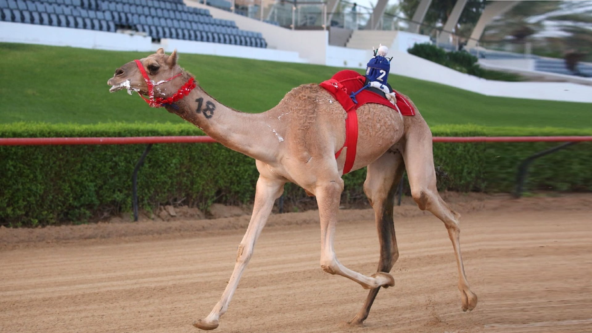 صورة بعنوان: تواصل سباقات المرموم بجولة من تحديات اليذاع لهجن أبناء القبائل 
