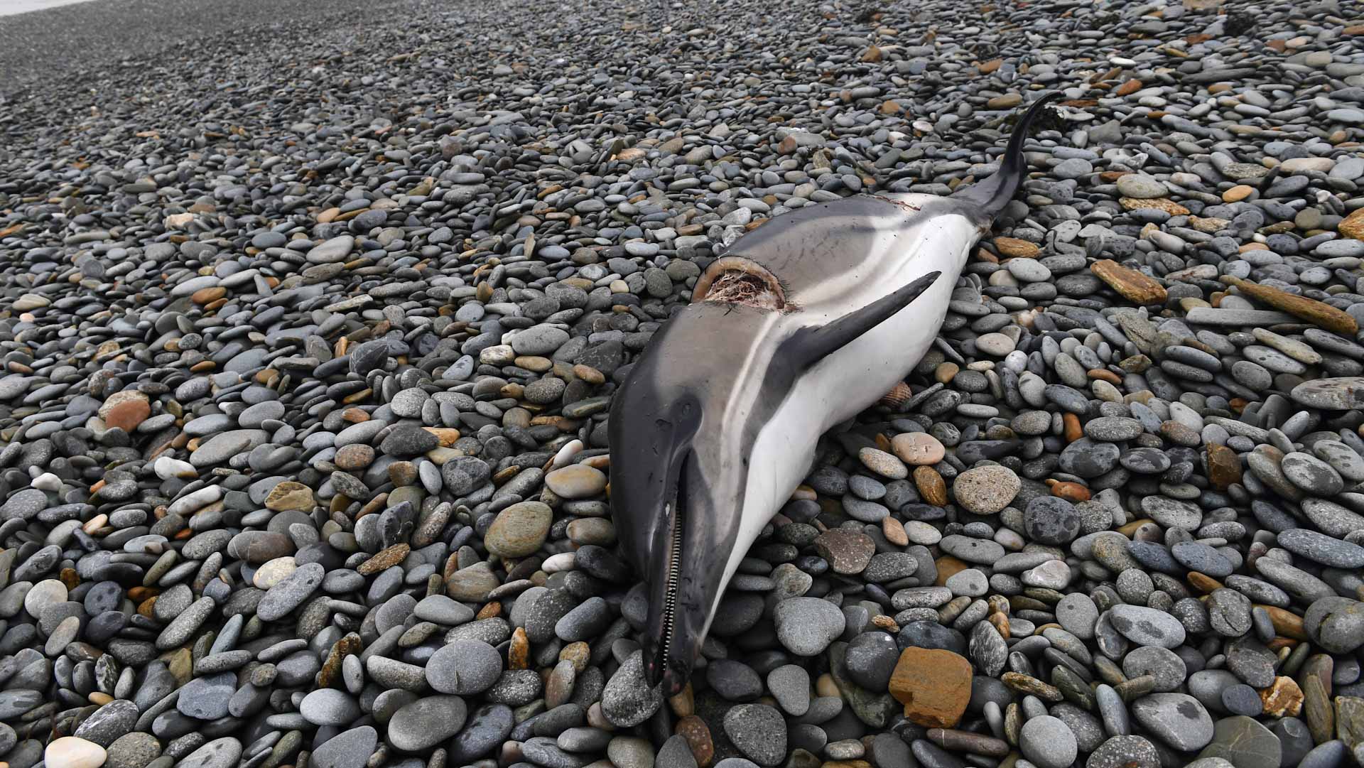 Image for the title: More than 100 dolphins found dead in Brazilian Amazon 