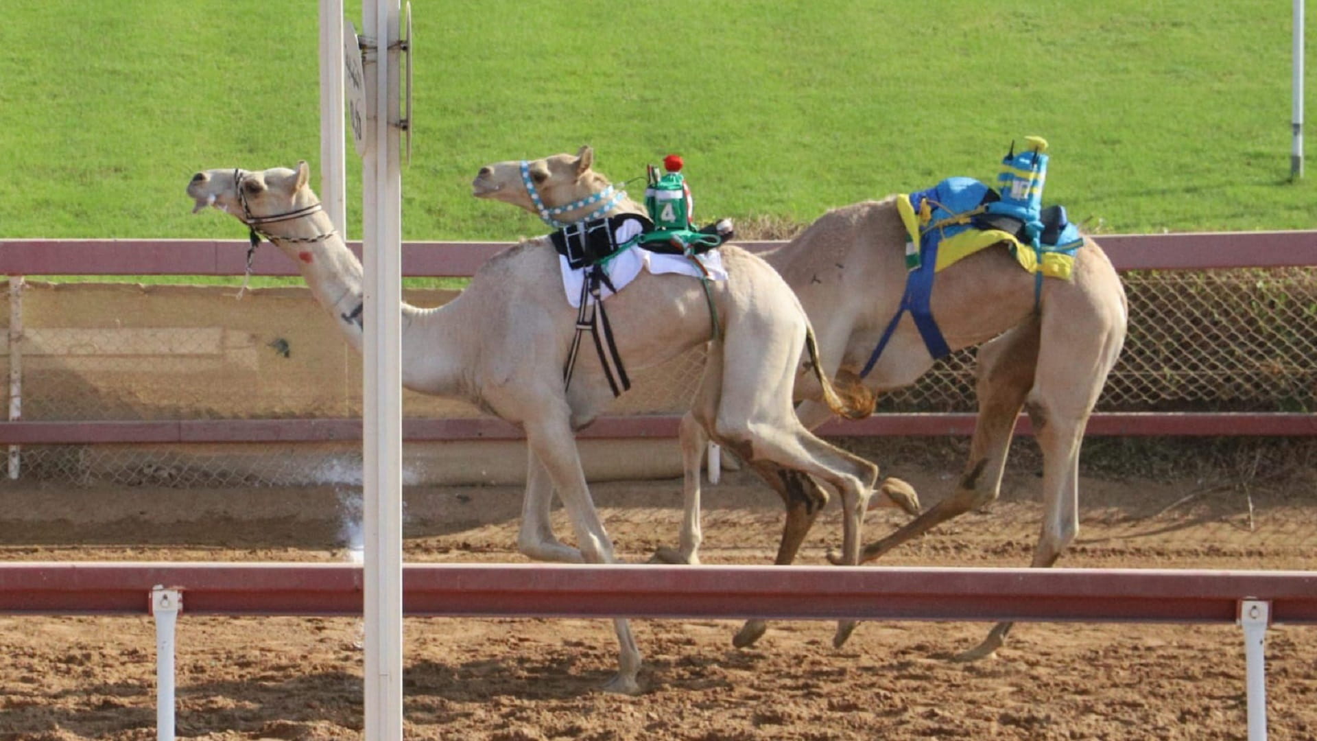 Image for the title: Exciting competitions at Al Dhaid Racecourse 