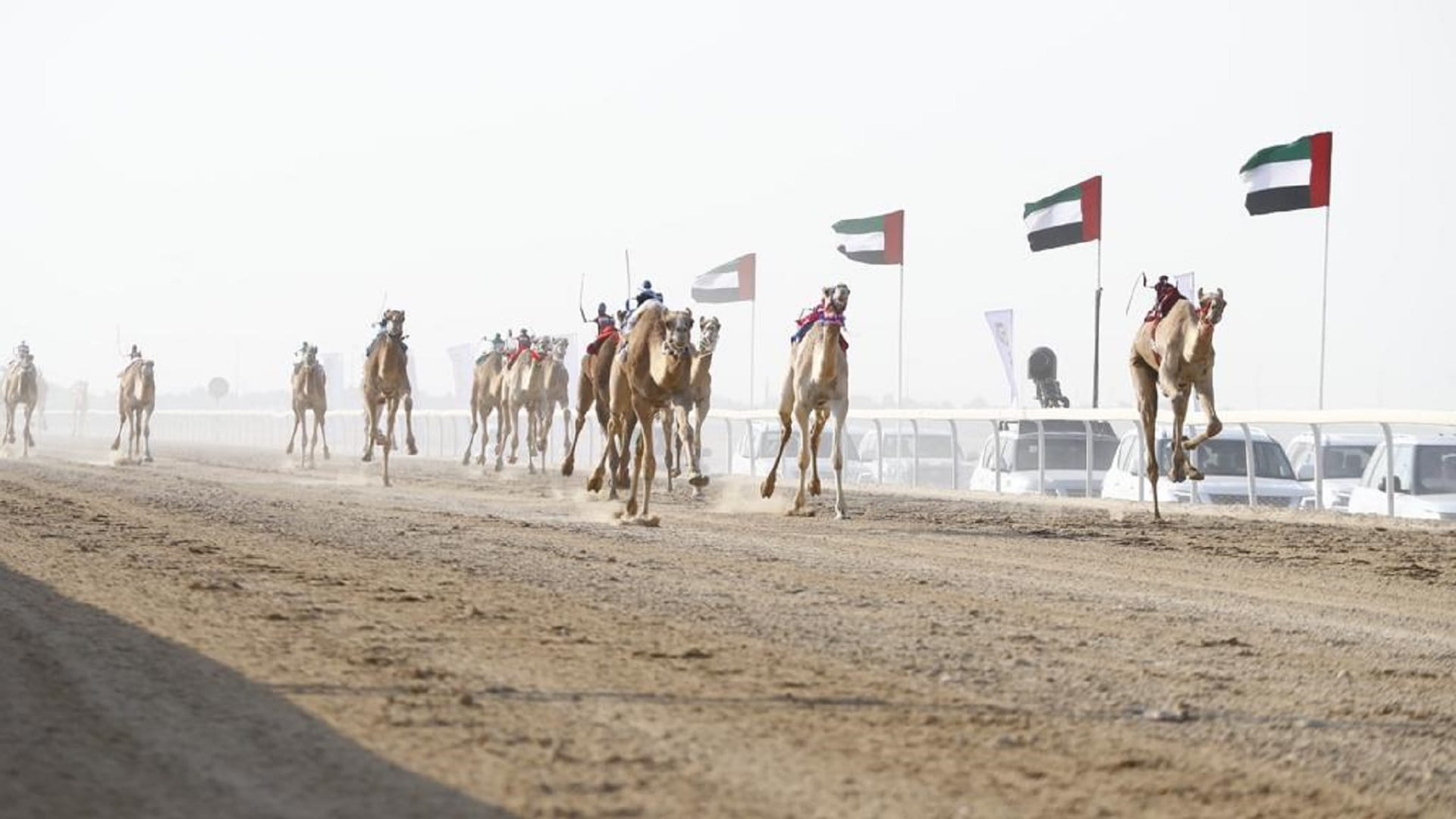 Image for the title: Sultan bin Hamdan attends day 2 of Al Dhafra Camel Racing Fest. 