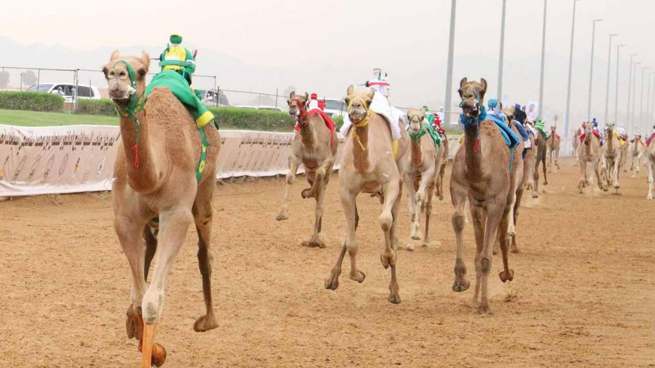 Image for the title: A strong start of Sharjah Ruler's Camel Festival 