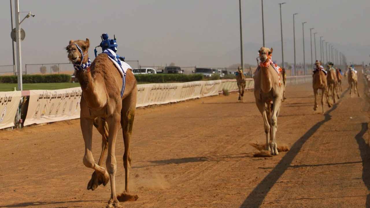 Image for the title: Remarkable participation in 2nd Sharjah Ruler's Camel Festival 