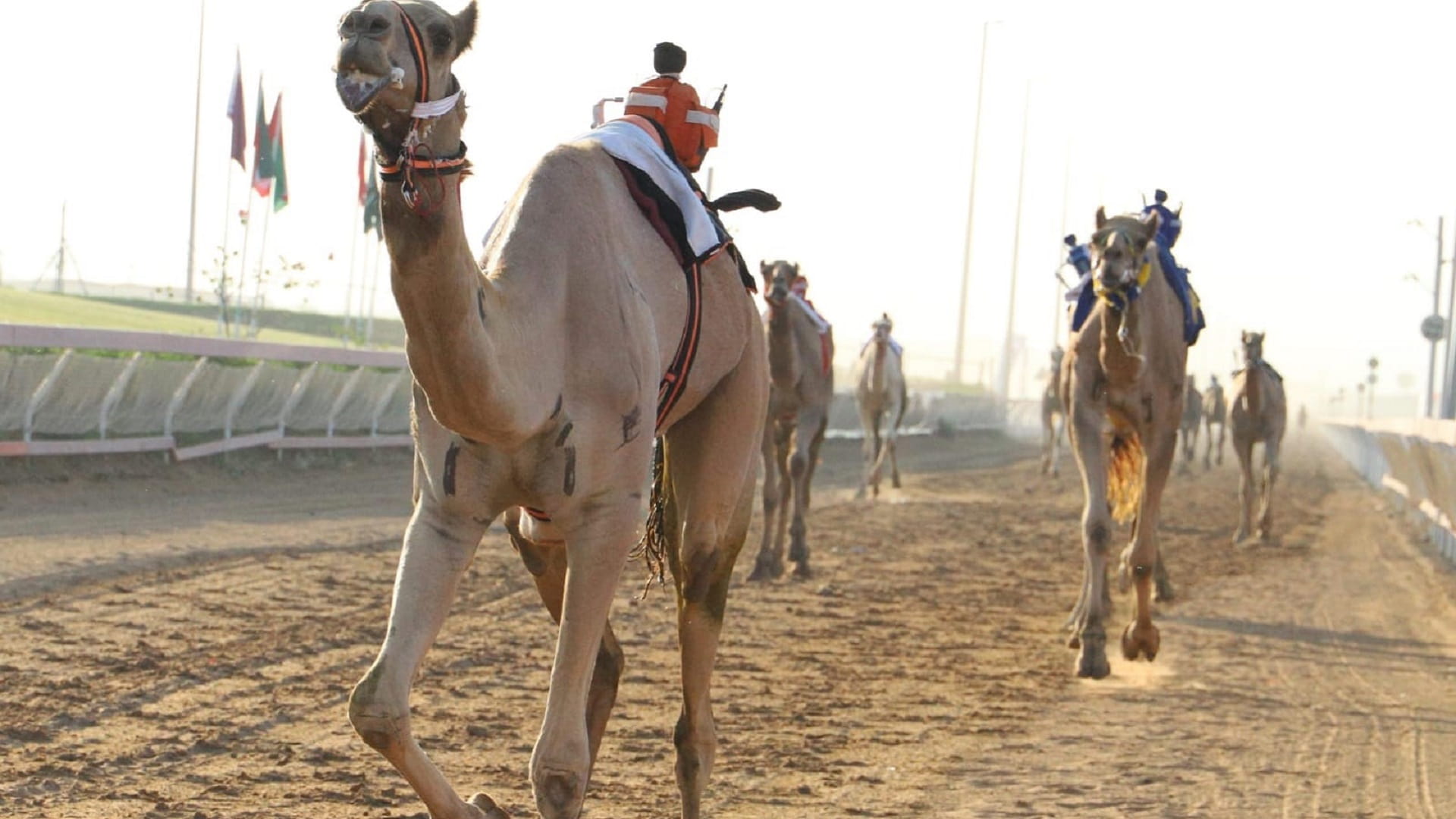 Image for the title: "Ghanaim" wins the Cup of His Highness the Ruler of Sharjah 
