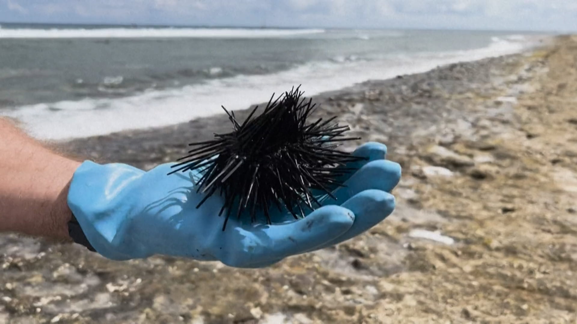 صورة بعنوان: تثير قلق العلماء... موجة نفوق "هائلة" لقنافذ البحر في غوادلوب 