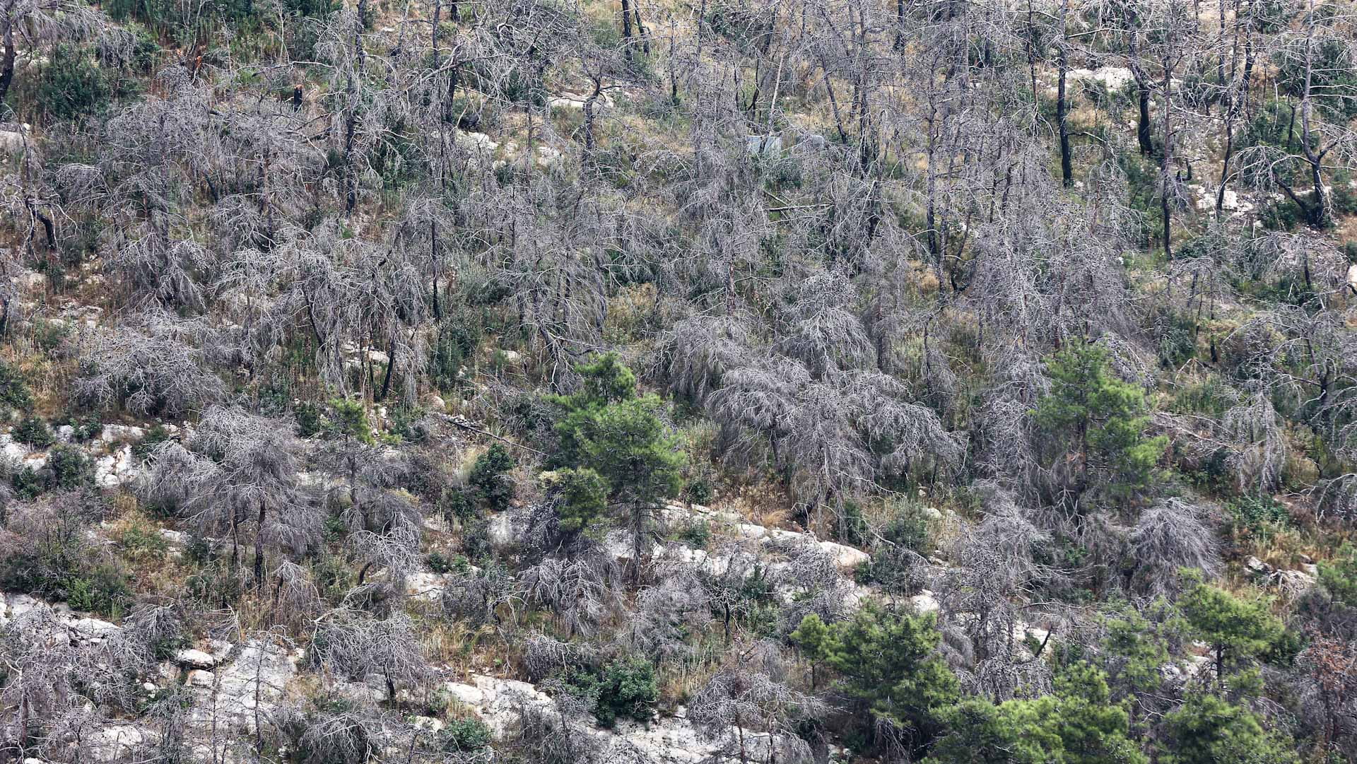 Image for the title: Heat, drought, fires threaten Lebanon's northern forests 