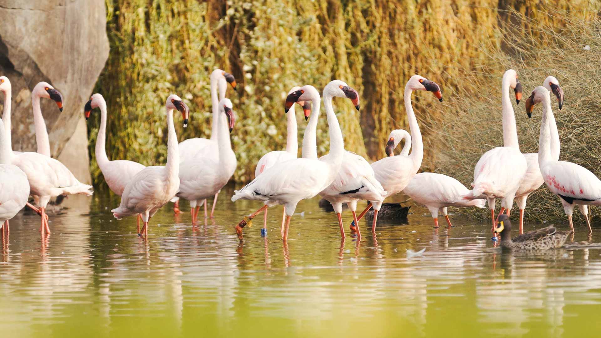 Image for the title: Unveiling 3rd Season of Sharjah Safari: Nature's Spectacle 