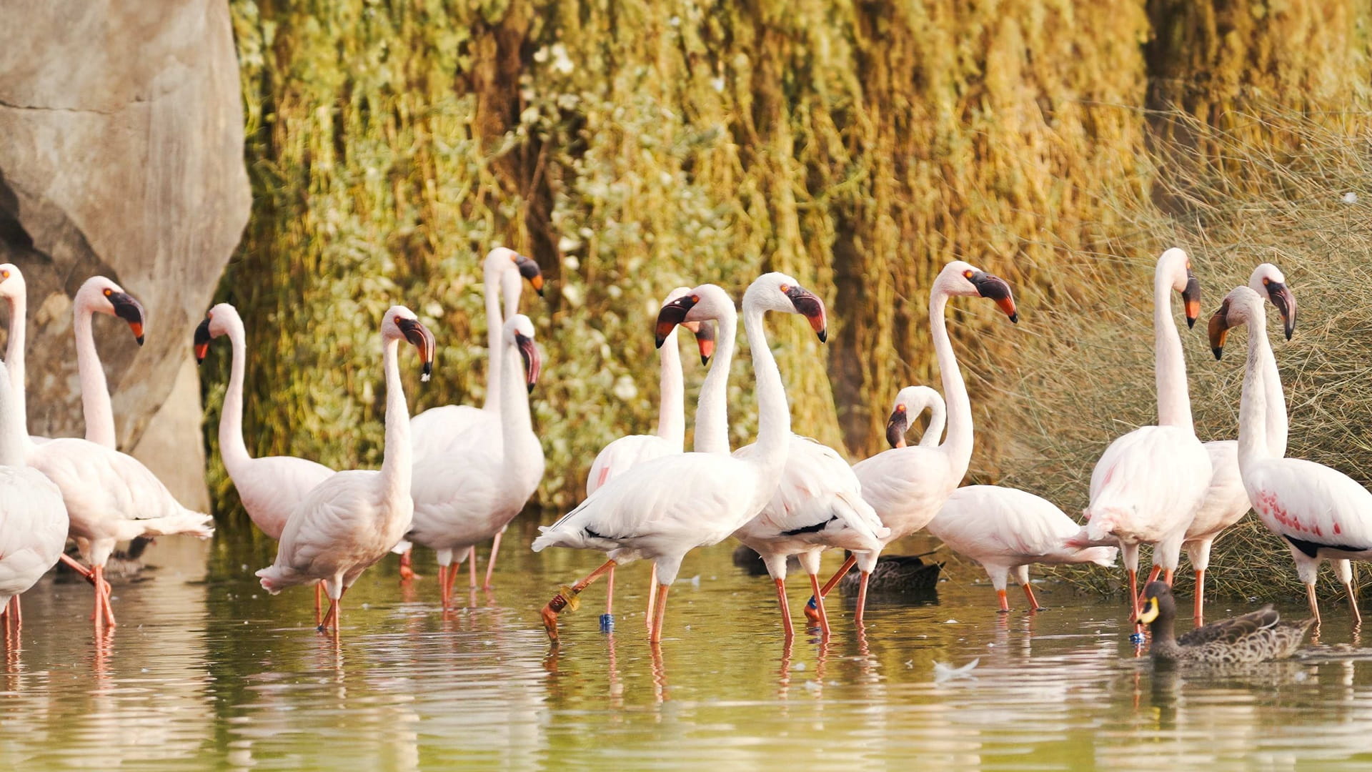صورة بعنوان: "سفاري الشارقة" يفتح أبوابه للجمهور 21 سبتمبر بإضافات وعروض نوعية 