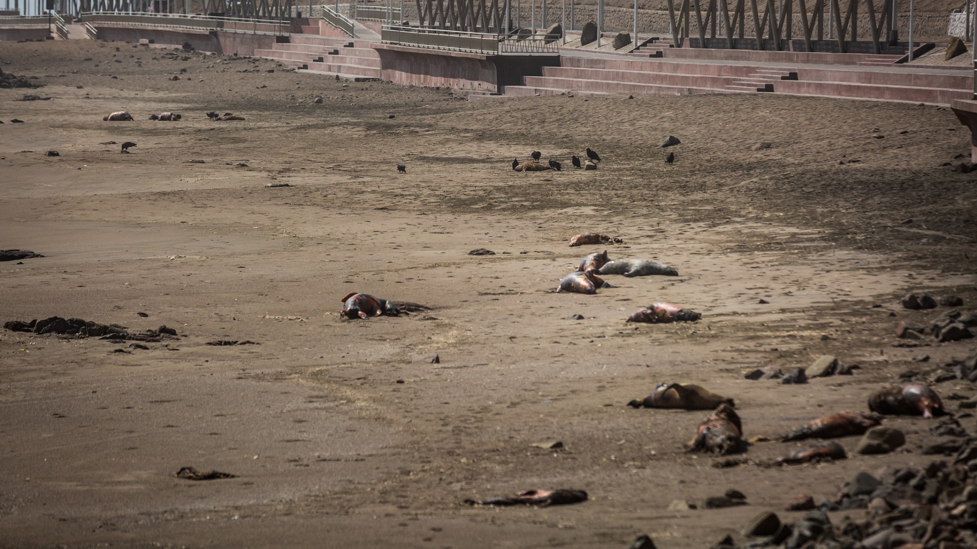 Image for the title: Bird flu kills 400 seals, sea lions in Uruguay 