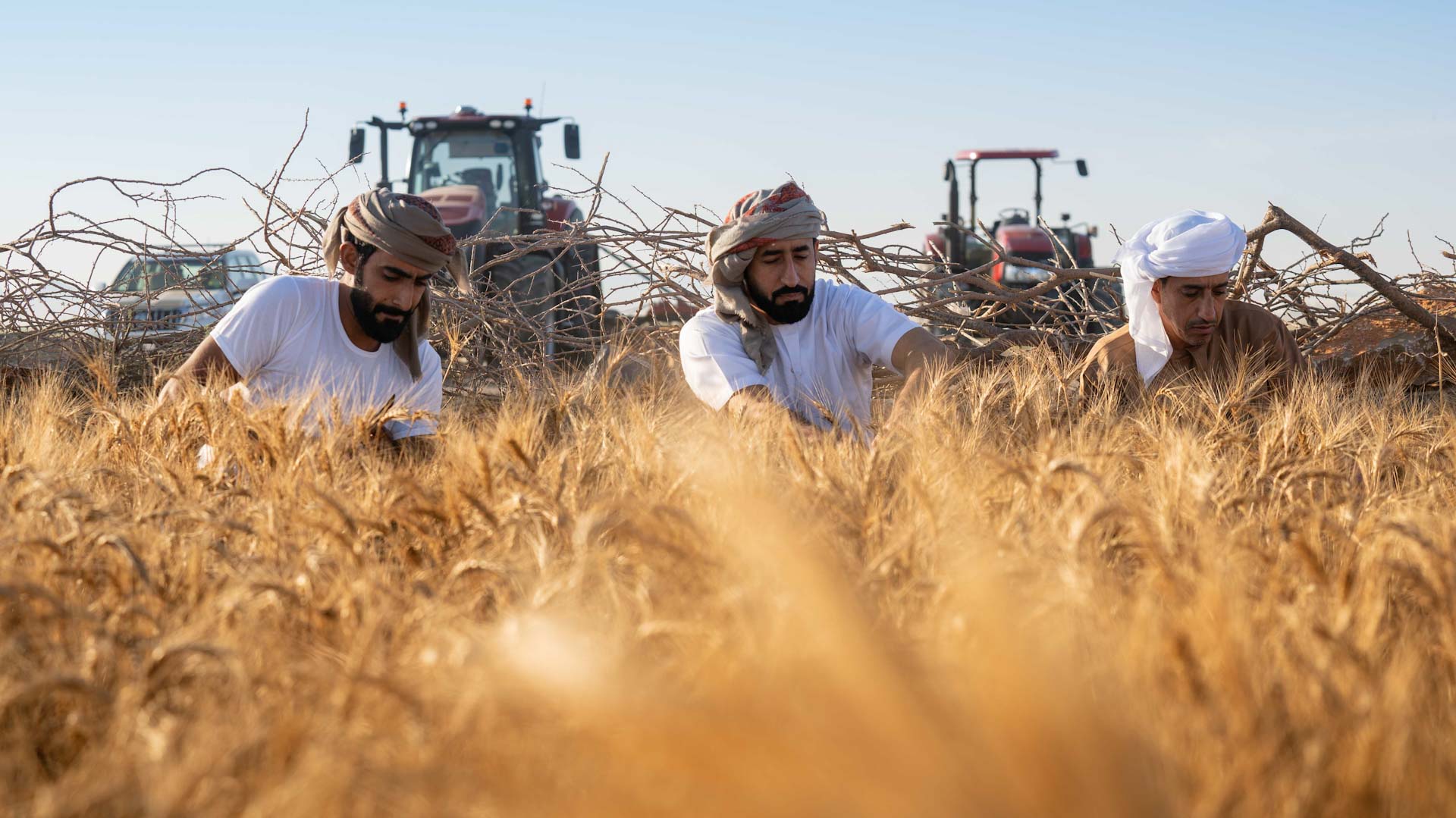 صورة بعنوان: دقيق "سبع سنابل" يسجل أعلى نسبة بروتين في القمح عالمياً تخطت 19% 