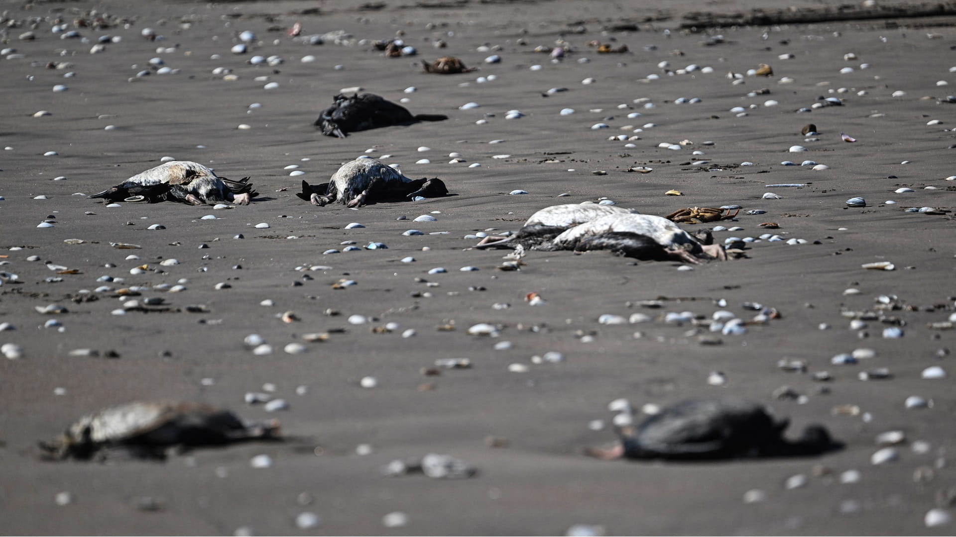 Image for the title: Scientists probe dead Antarctic penguins for bird flu 