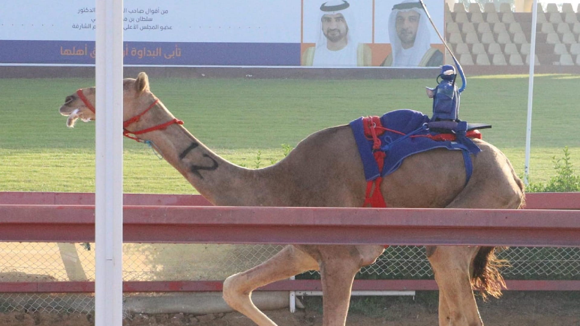 صورة بعنوان: ضمن ميدان الذيد... منافسات سباق الهجن لسنّ الفطامين تواصل إثارتها 