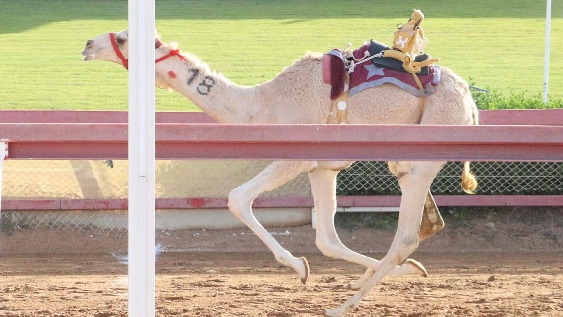 Image for the title: New ‘Fatamin’ competitions at Al Dhaid Racetrack 