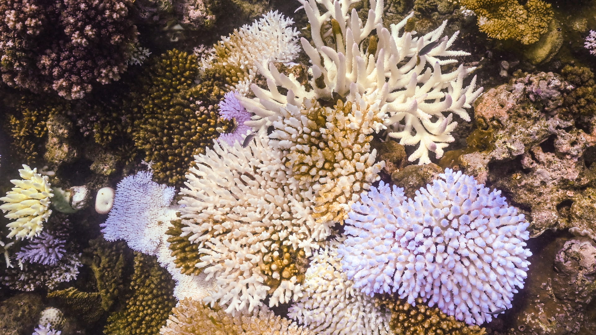 صورة بعنوان: العالم يشهد حلقة جديدة لابيضاض المرجان وموت الكائنات الحية 