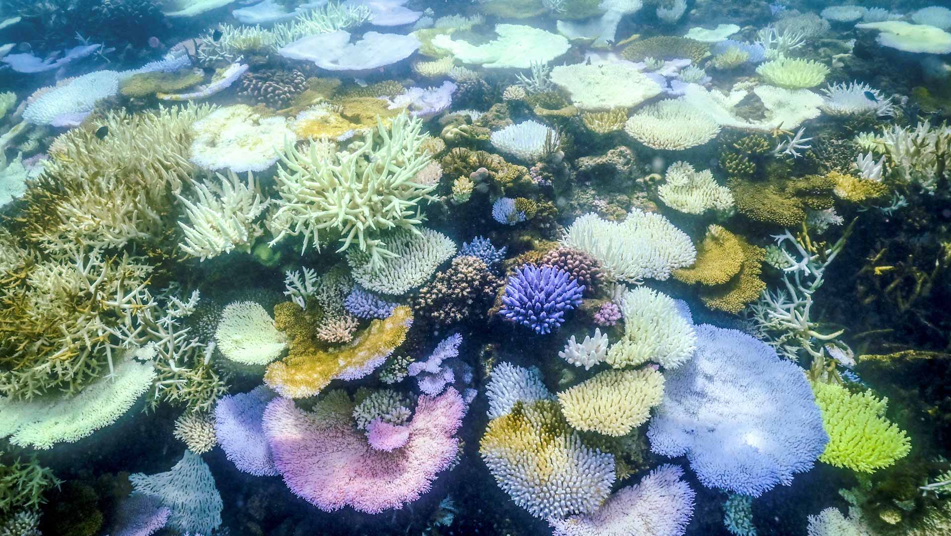 Image for the title: Australia's Great Barrier Reef hit by record bleaching 