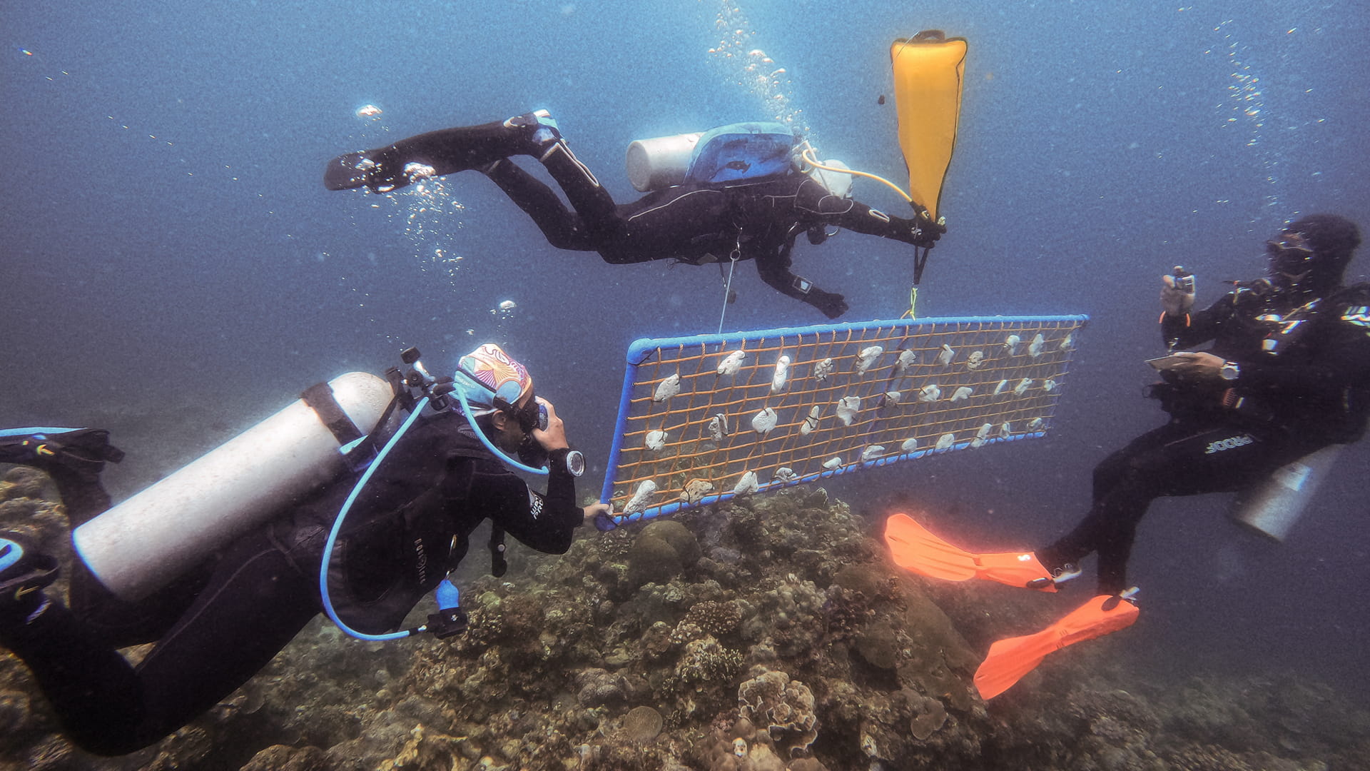 صورة بعنوان: لحفظ عوامل جذب السياح..غواصون يعيدون زراعة المرجان في الفلبين 