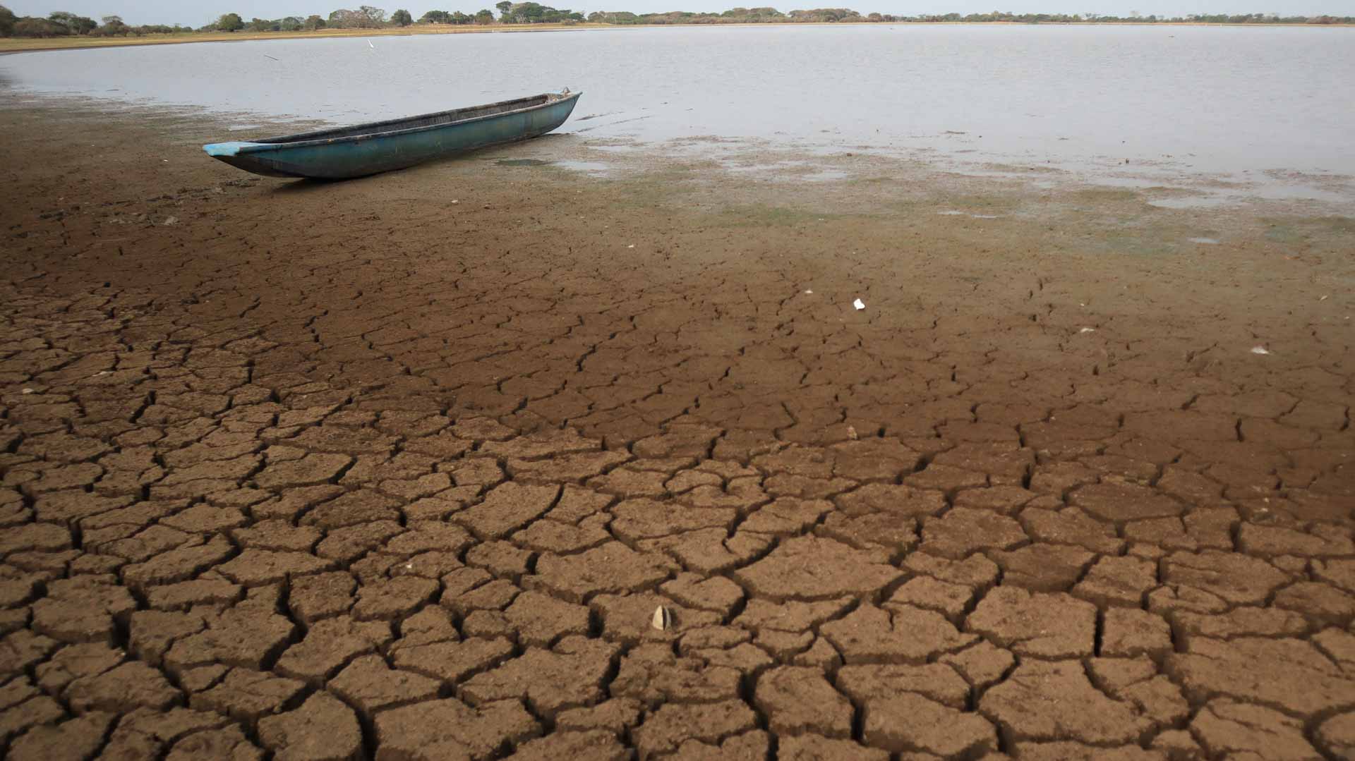 صورة بعنوان: وسط الجفاف..ظاهرة النينيو تزعزع الأمن الغذائي للملايين في ملاوي 