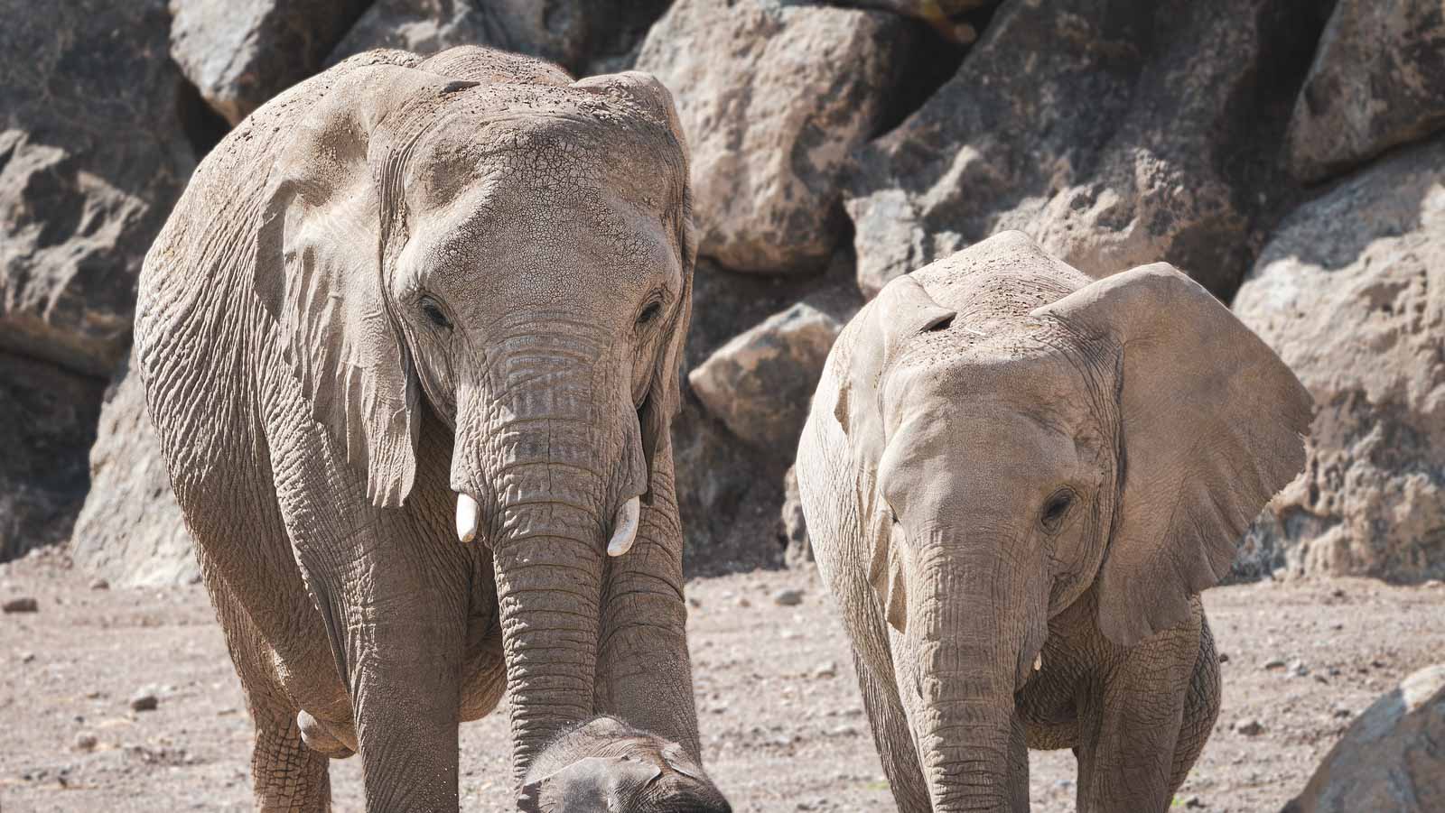 Image for the title: Sharjah Safari welcomes 2nd birth of an African elephant 