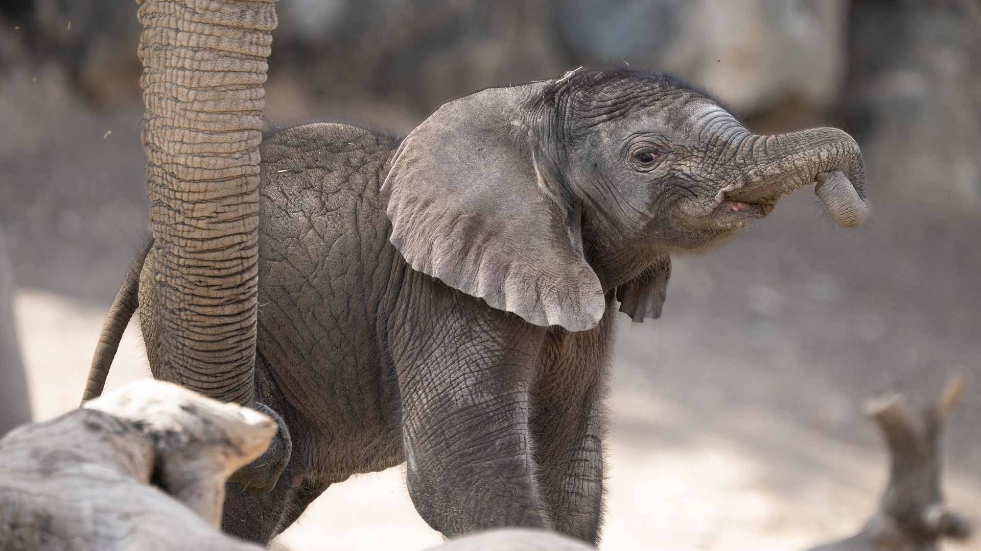 صورة بعنوان: "سفاري الشارقة" يستقبل ثاني مولود لفيل السافانا الإفريقي 