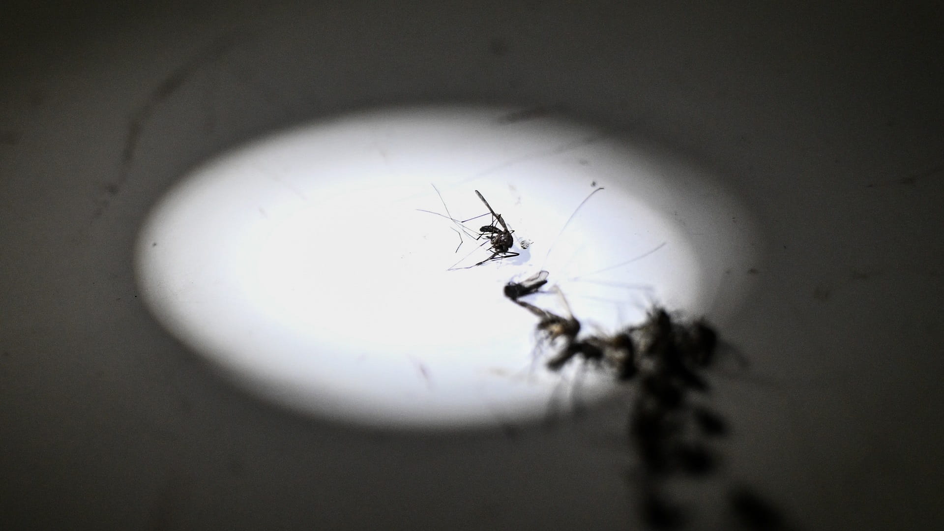 Image for the title: Three more African nations roll out malaria vaccine 