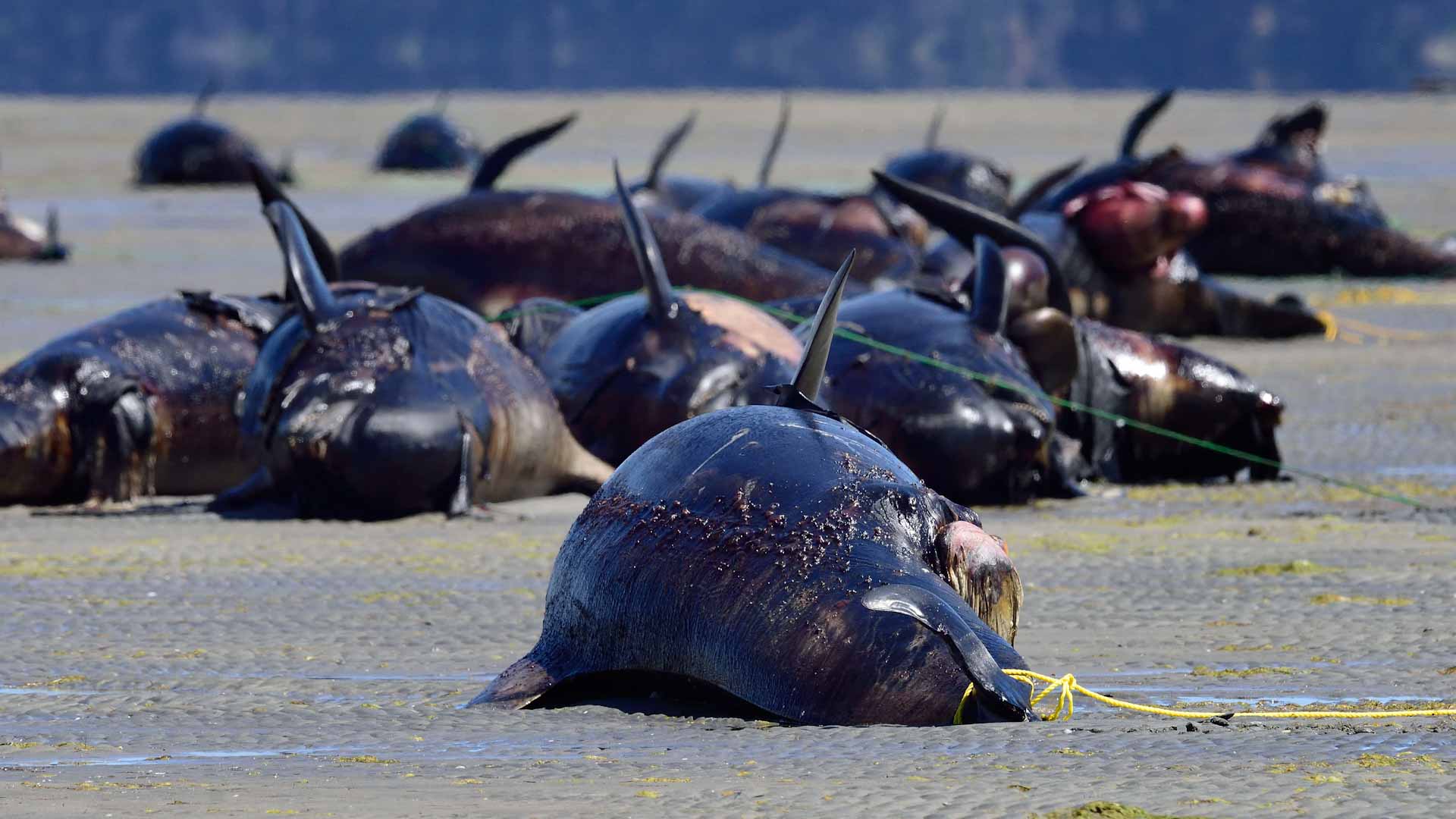 صورة بعنوان: جنوح 100 حوت طيار على سواحل غرب أستراليا 