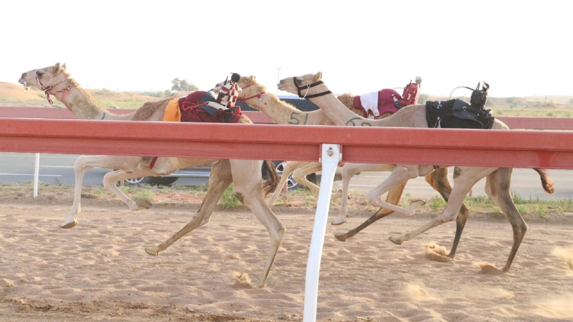 صورة بعنوان: ميدان الذيد لسباقات الهجن يشهد منافسات جديدة لسن الفطامين  