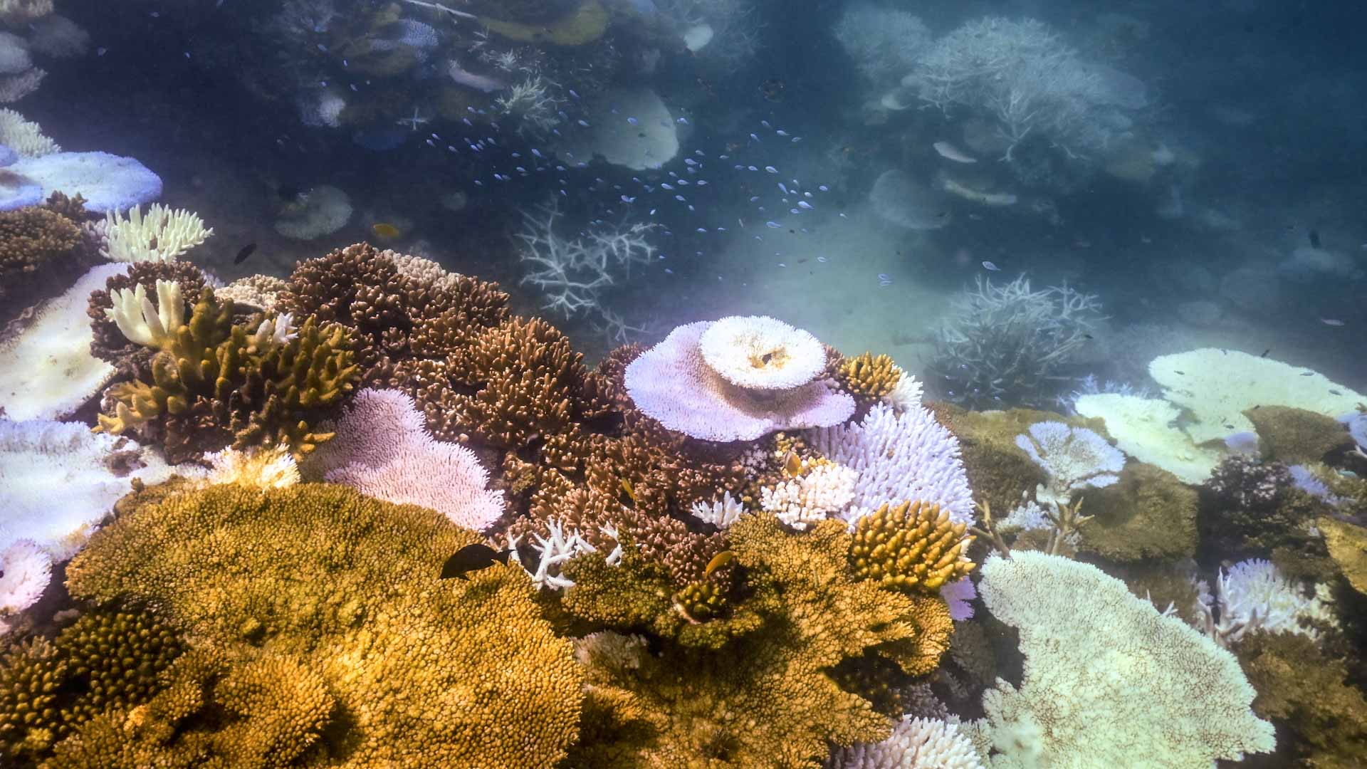 Image for the title: Great Barrier Reef ocean temperatures hit 400-year record 