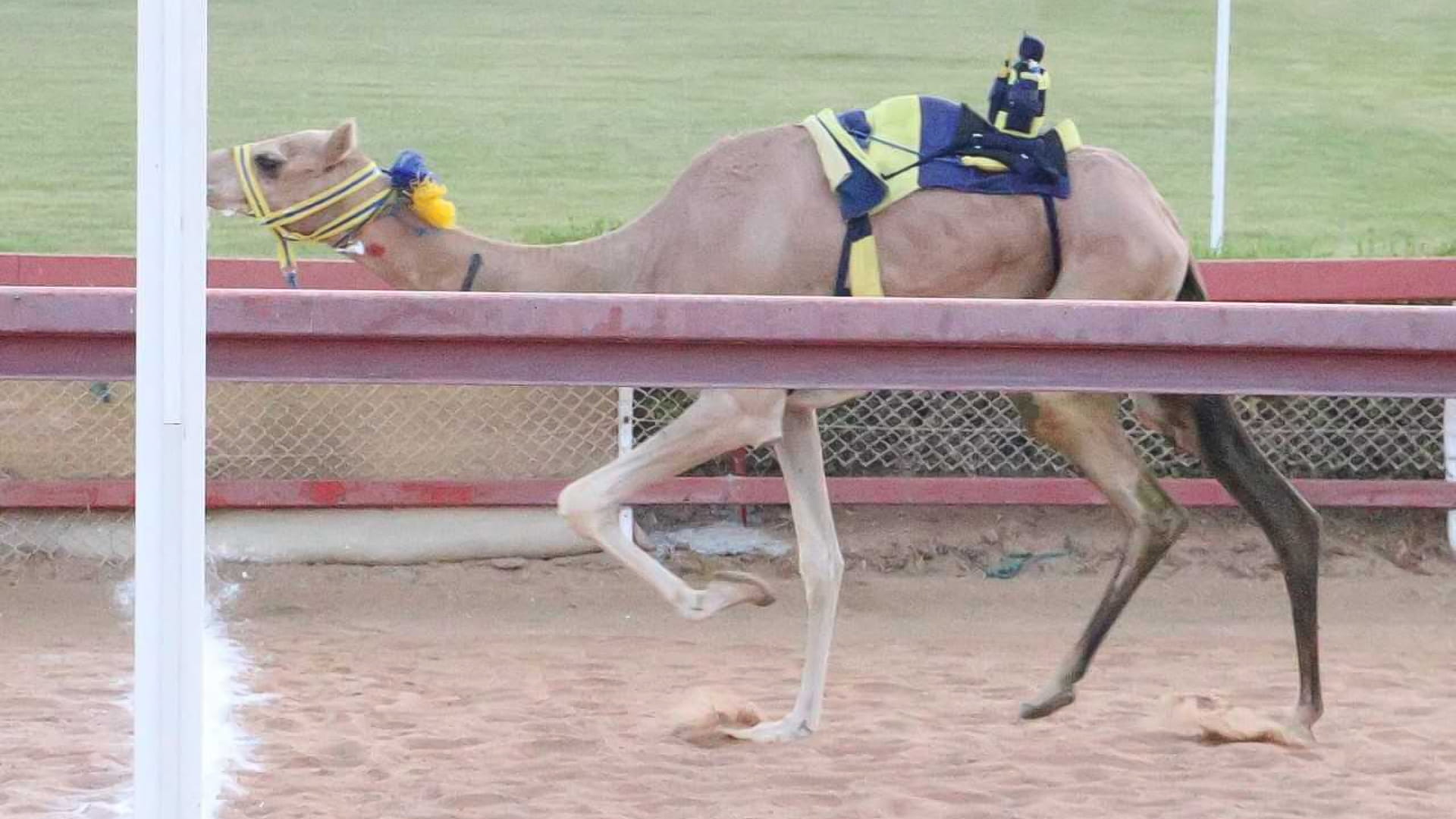 صورة بعنوان: "براكة" تحصد أفضل توقيت في شارة طحنون بن محمد بميدان الذيد 