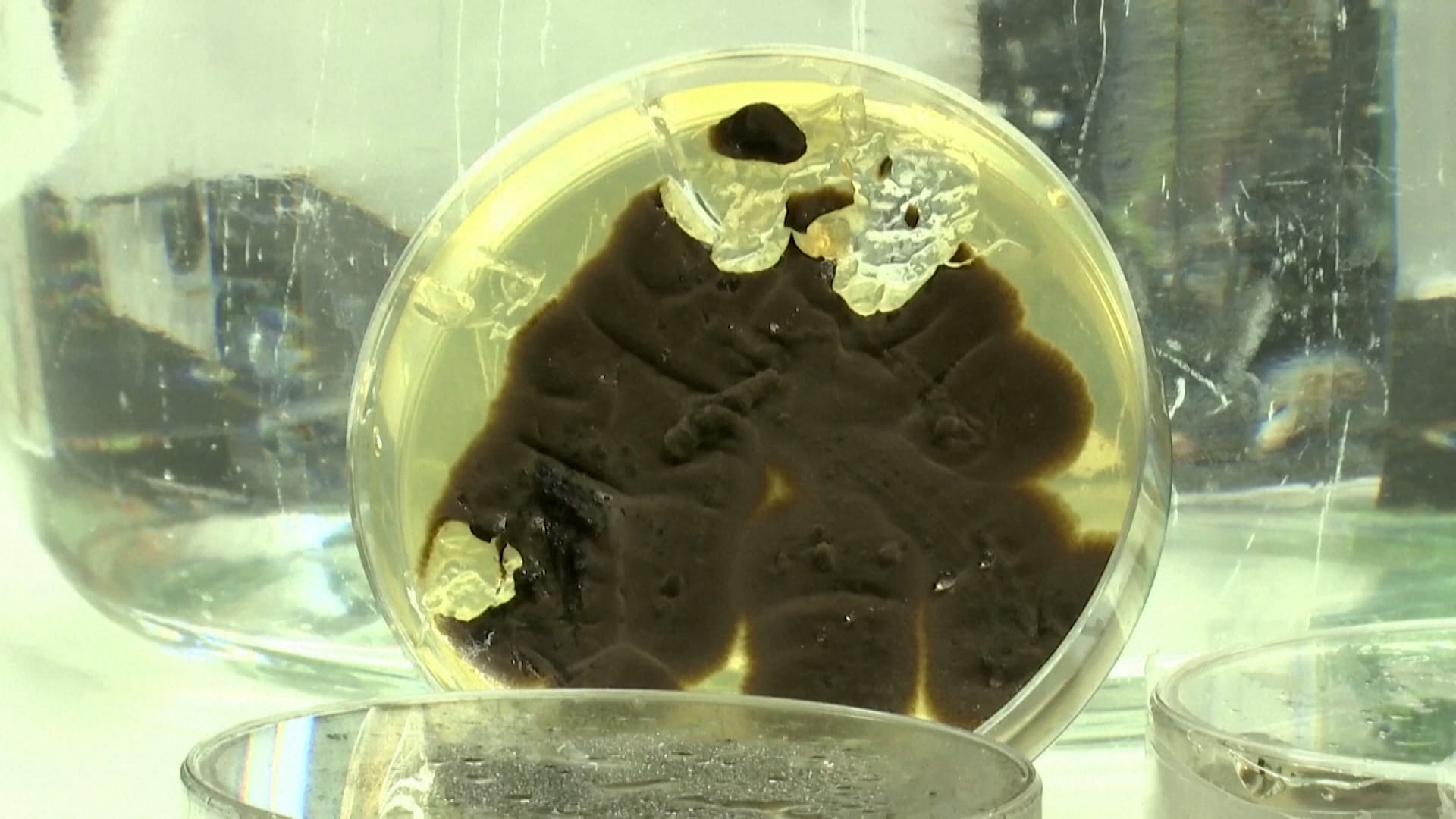 صورة بعنوان: علماء ألمان يكتشفون فطريات تأكل البلاستيك 