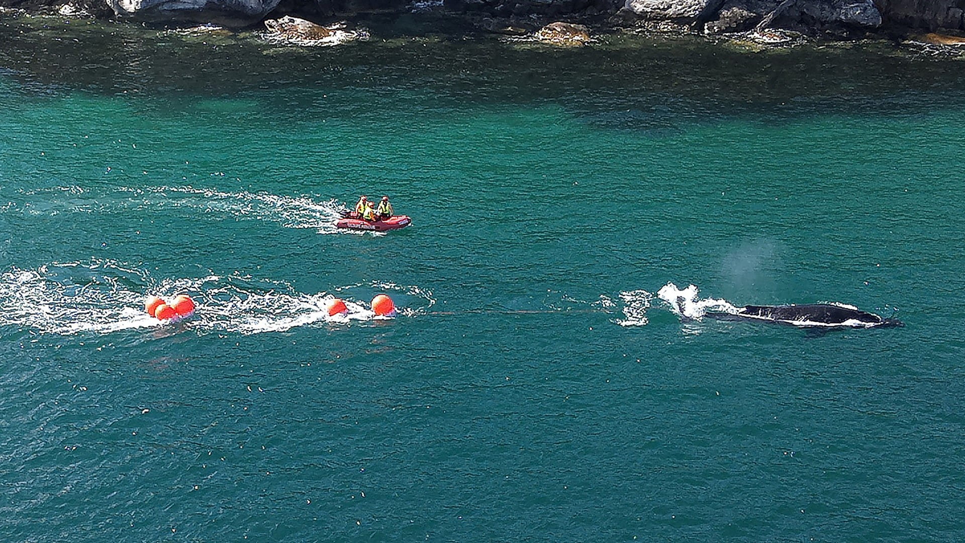 Image for the title: Humpback whale freed from Sydney Harbour after 22-hour ordeal 