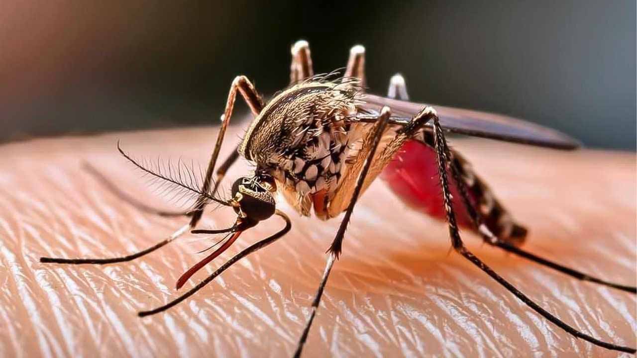Image for the title: Study: Mosquitoes use body heat to track humans 