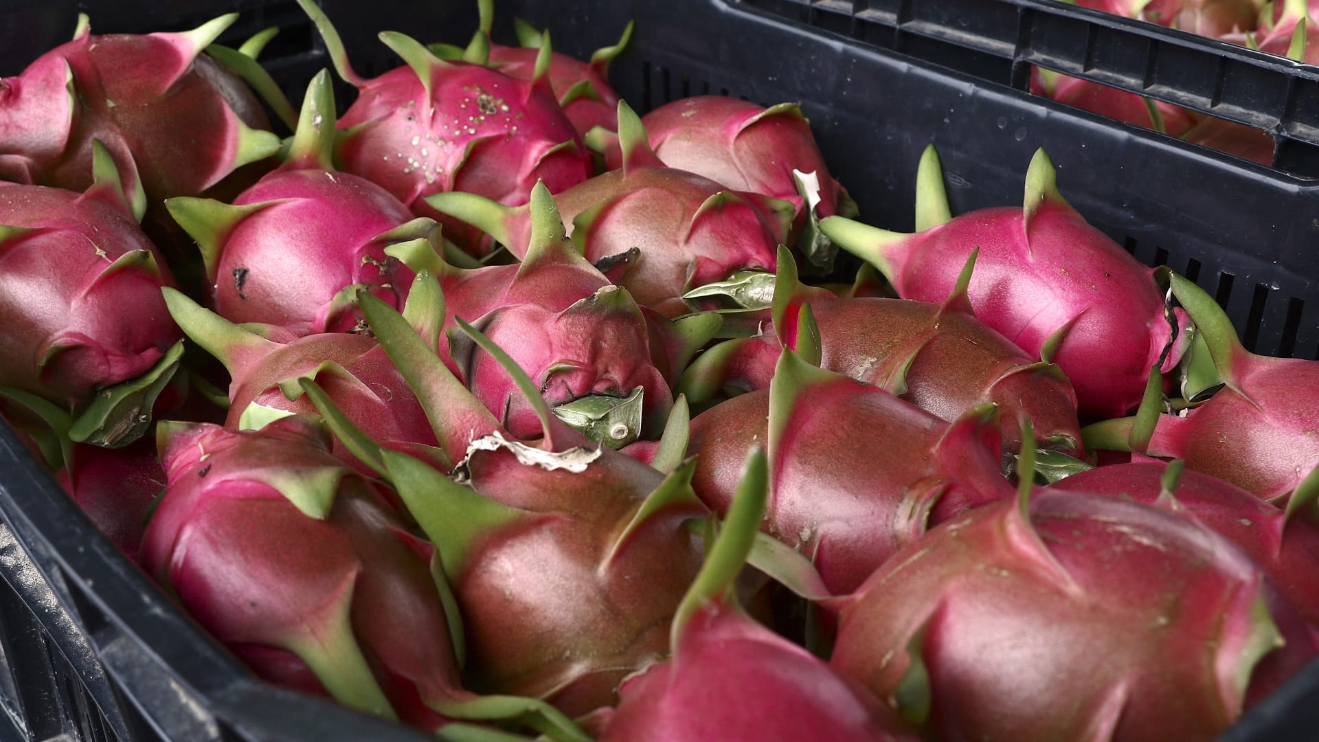Floods submerge Vietnam's dragon fruit farms