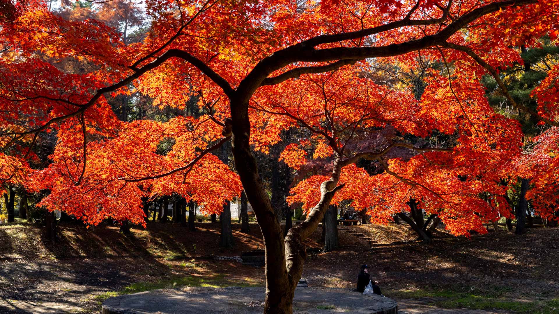 Image for the title: Japan witnesses warmest autumn on record 