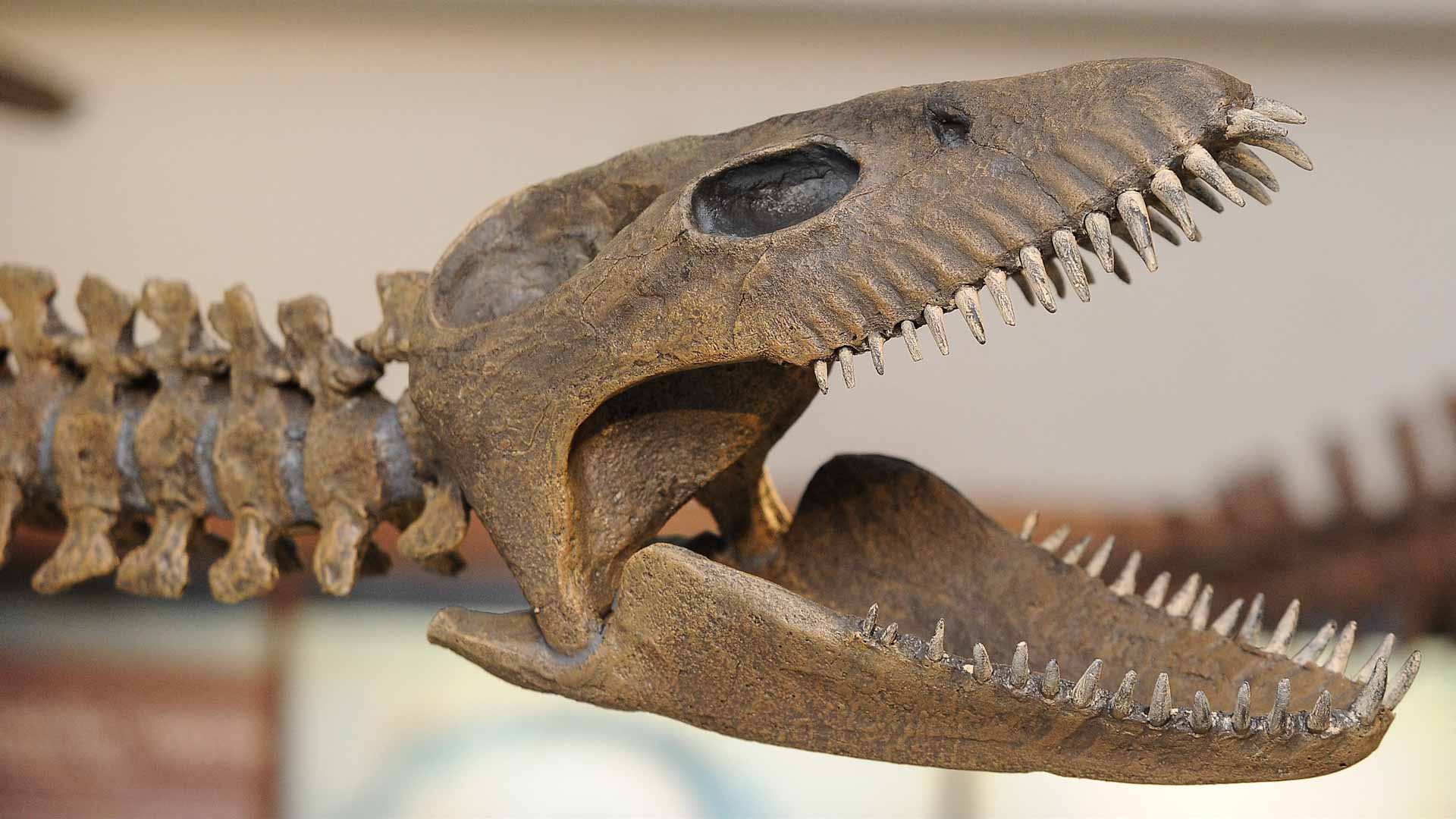 ثلث الكائنات الحية على الأرض مهددة بالانقراض بحلول 2100